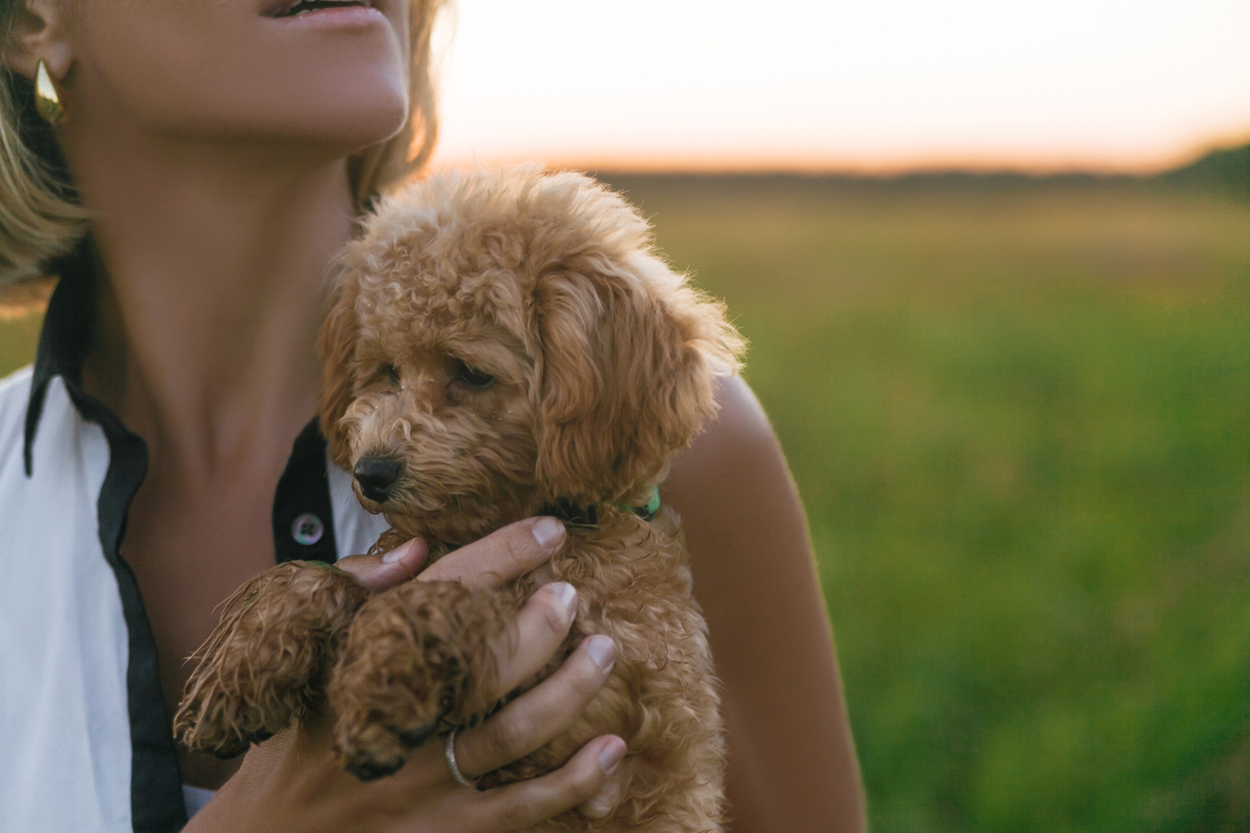 Девушка, закат, собака. Семейный фотограф, свадебный фотограф, женский портрет в Санкт-Петербу