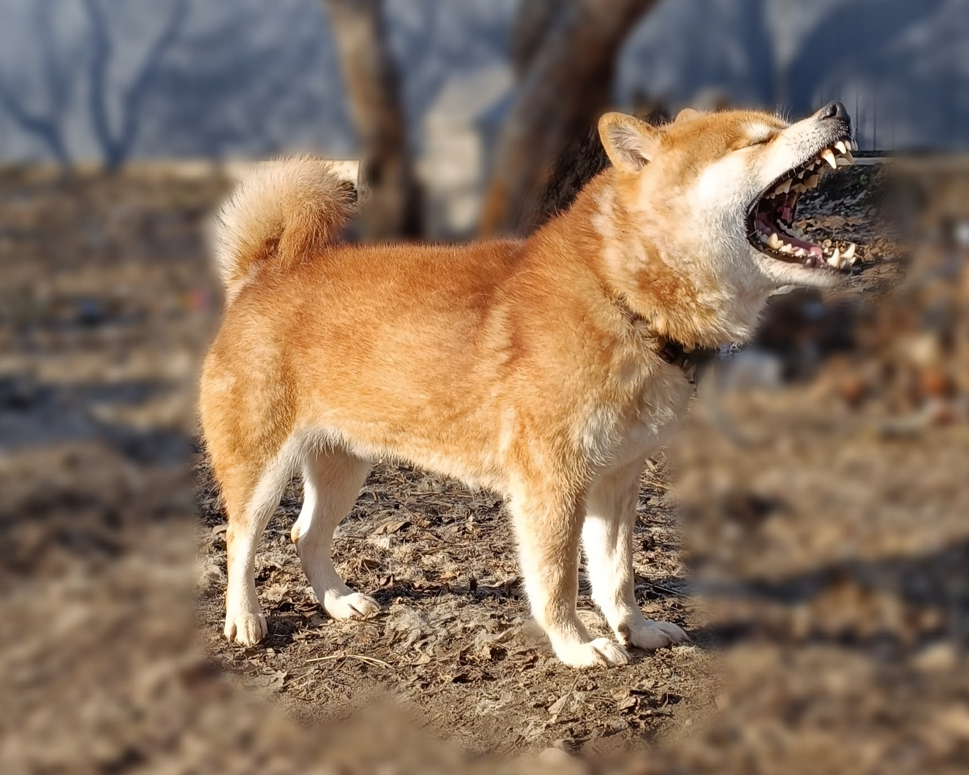 Сиба Локи * Shiomaru EVER DREAM * LOKI