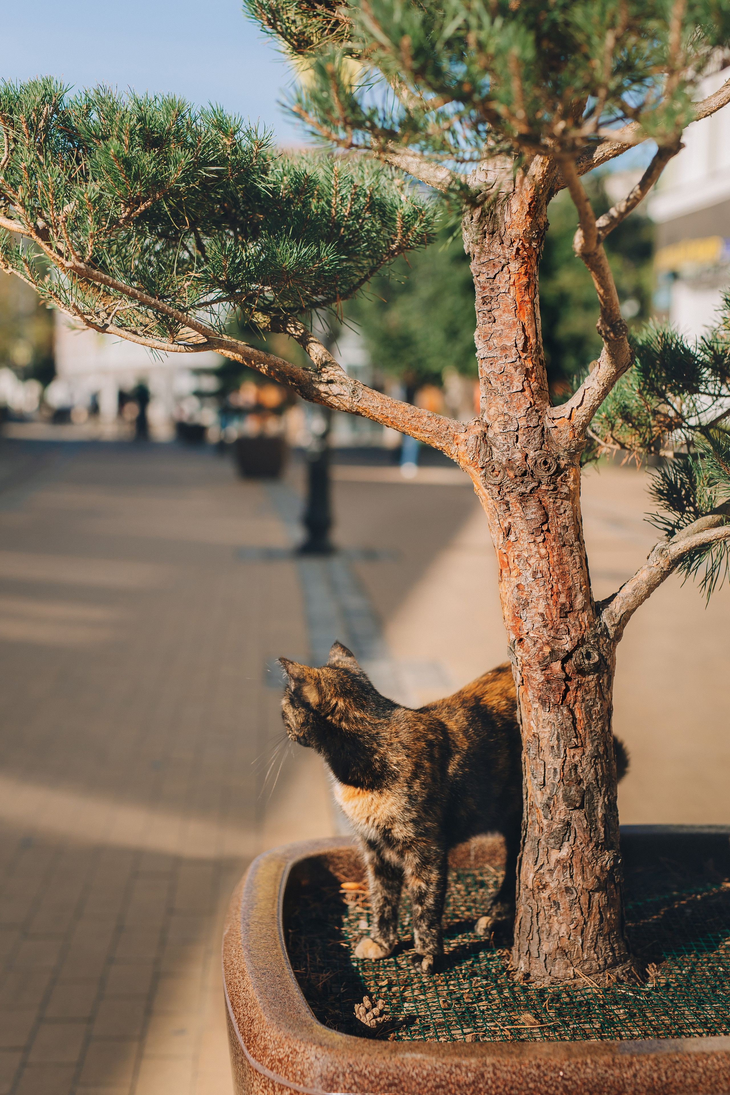 Коты Зеленоградска. Фотограф Зеленоградск Красильникова Елена