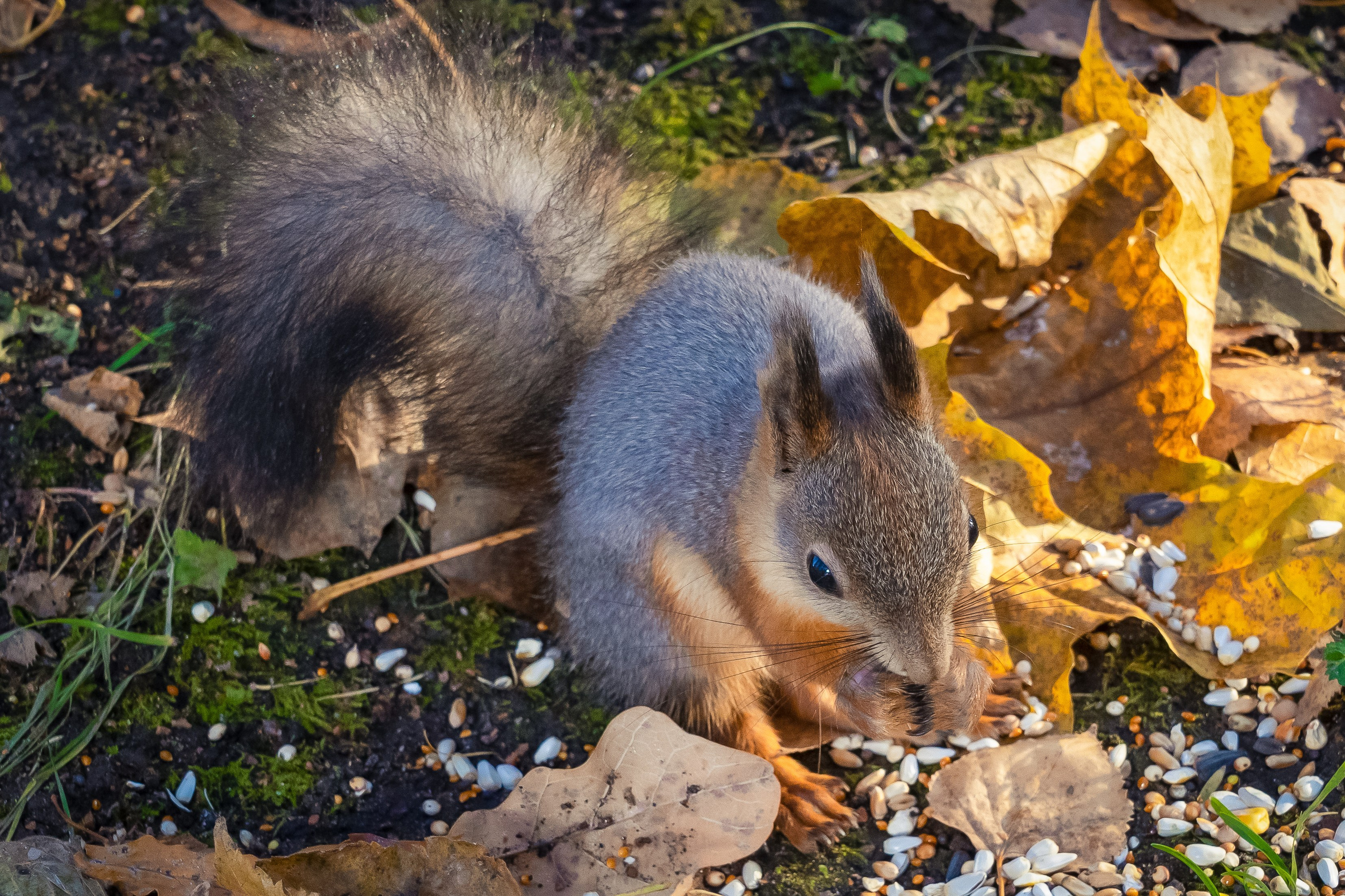 Дикая природа. Photomantis