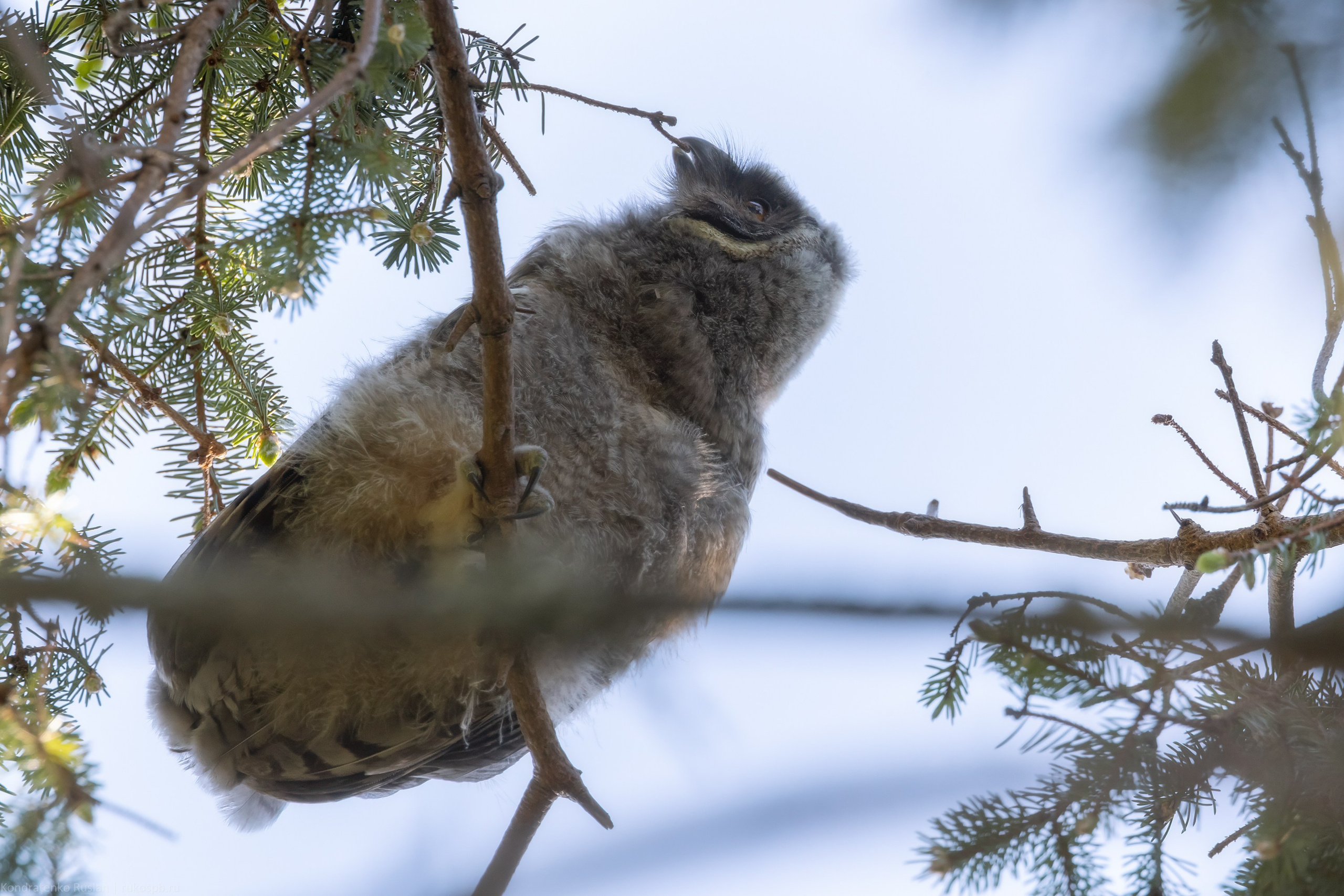 Ушастая сова. Архитектурный и пейзажный фотограф Кондратенко Руслан, Санкт-Петербург