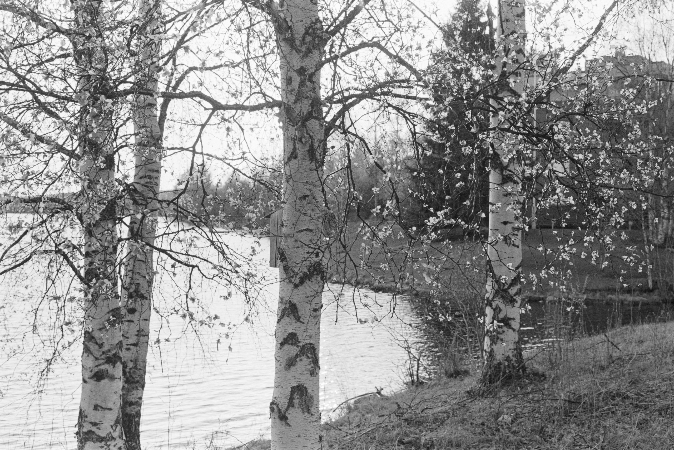 День проявки. Северные Ночи