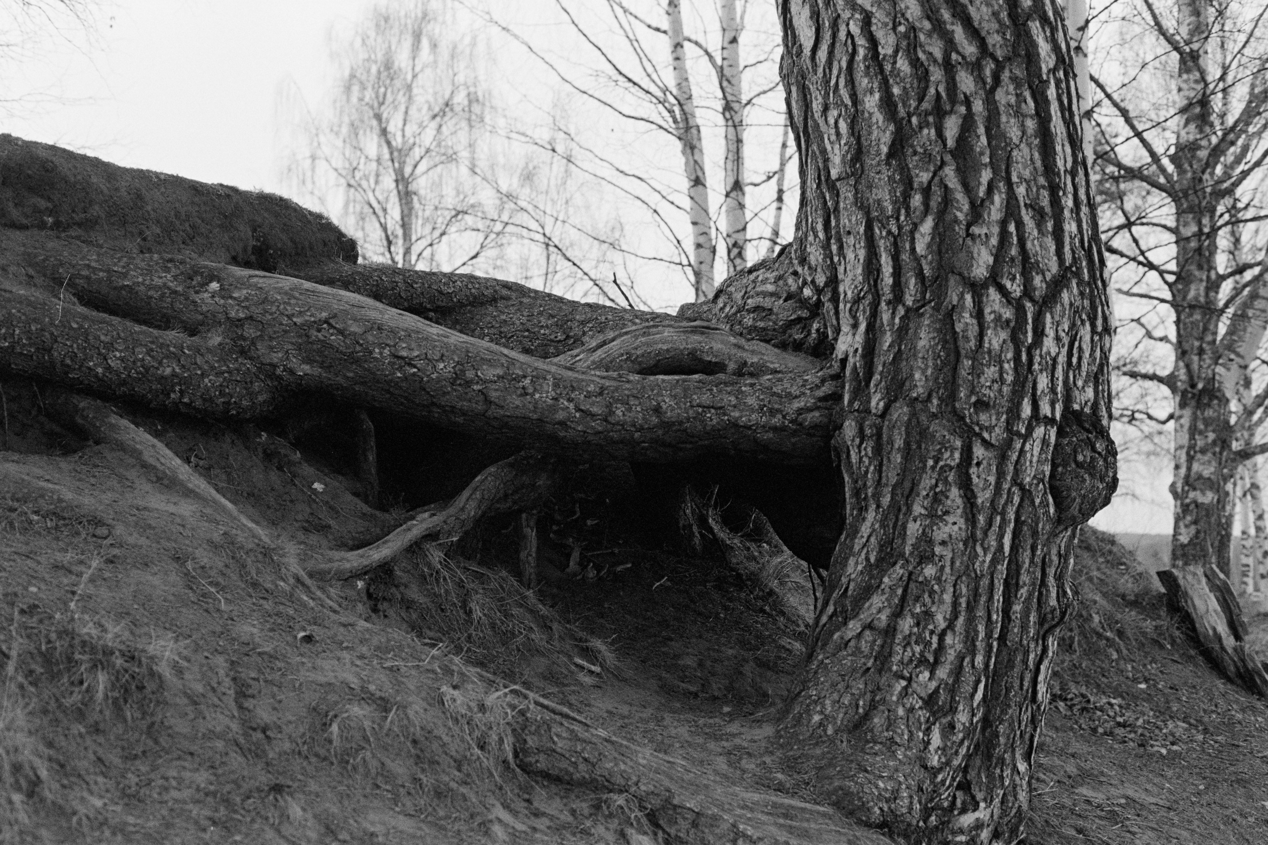 День проявки. Северные Ночи