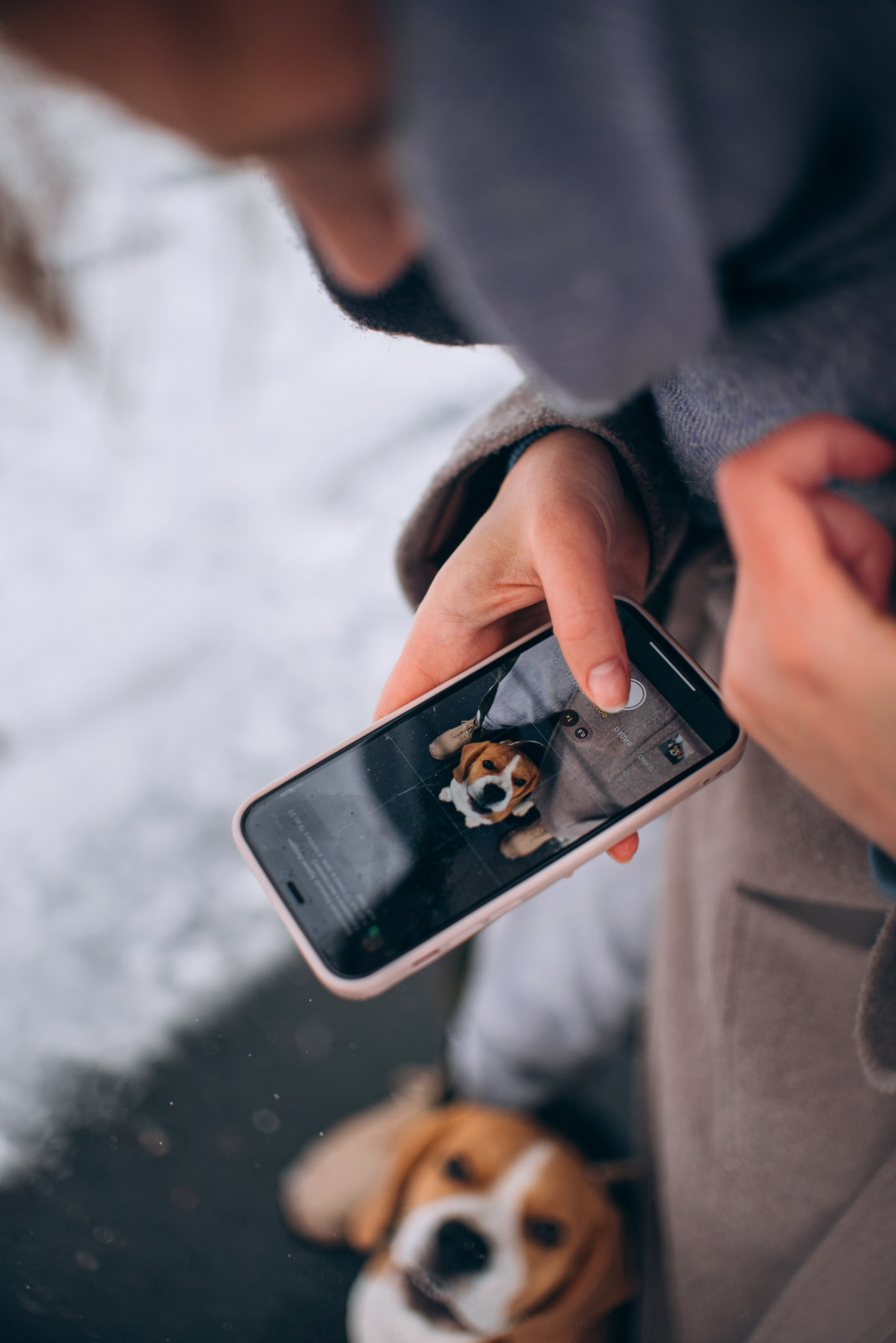 Прогулка с собаками: бигли и Лена. Портфолио