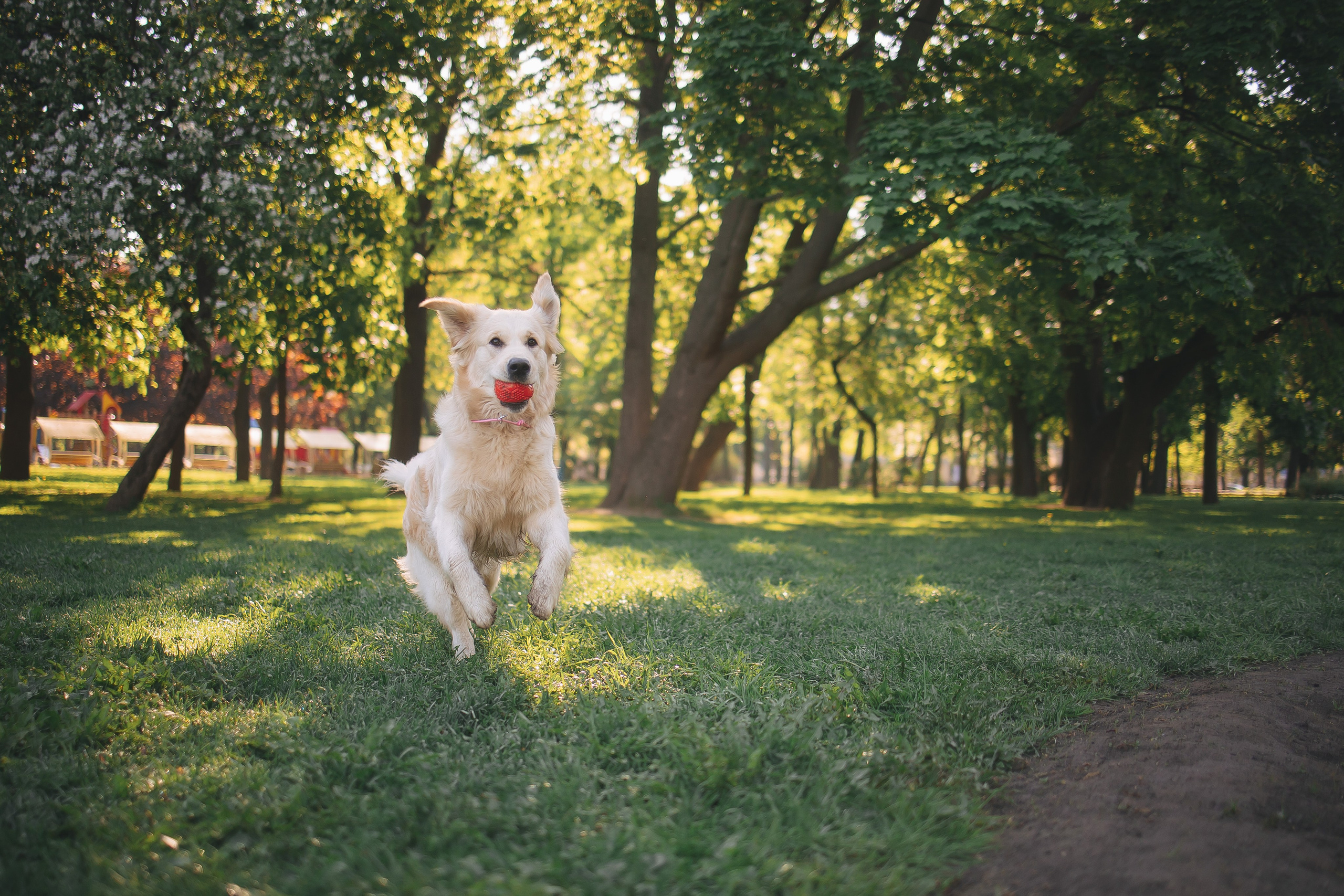 Золотистый ретривер Мона, Питер. Свадебный и женский фотограф