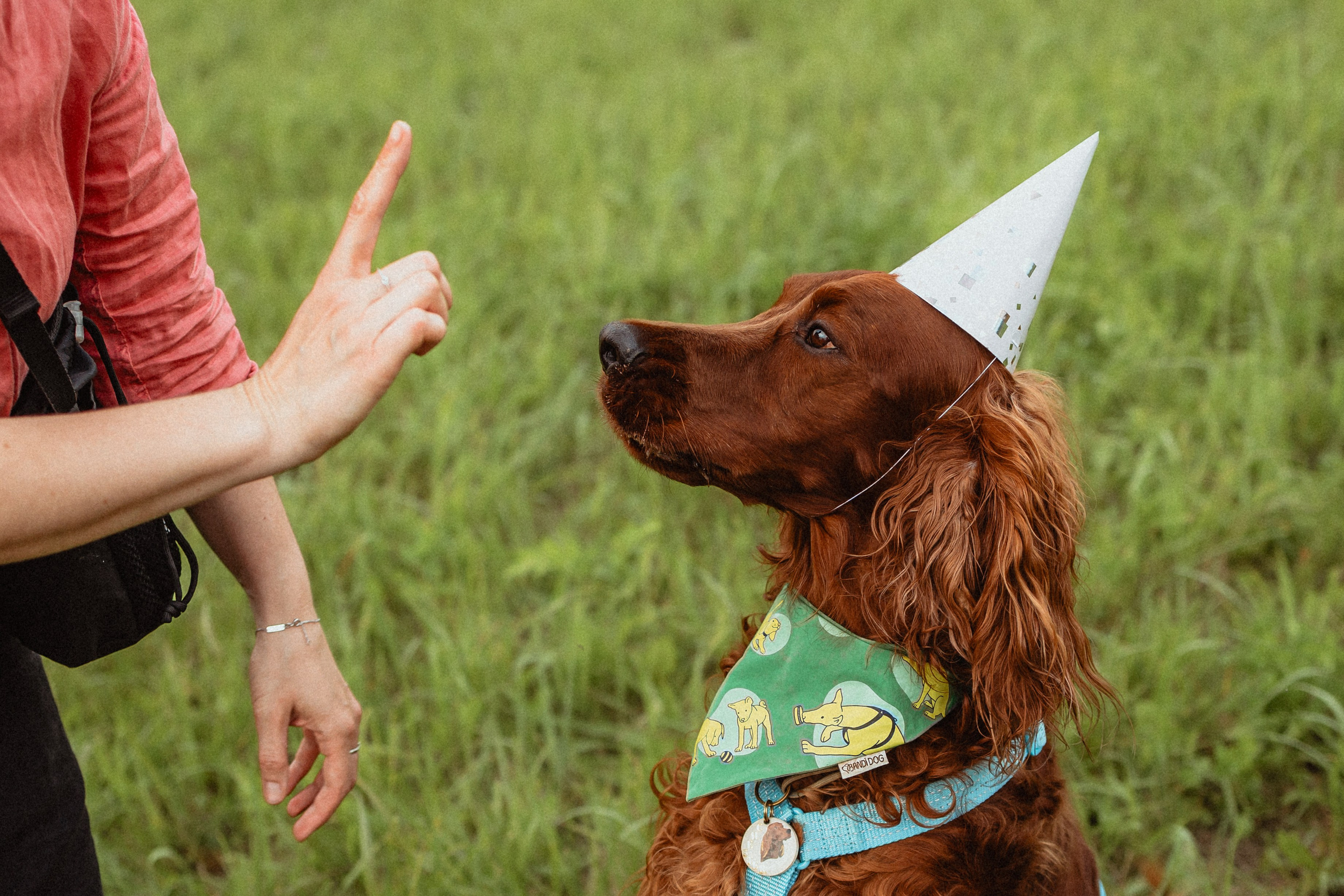 Выездной дог-тренинг от школы «Шерсть имею»