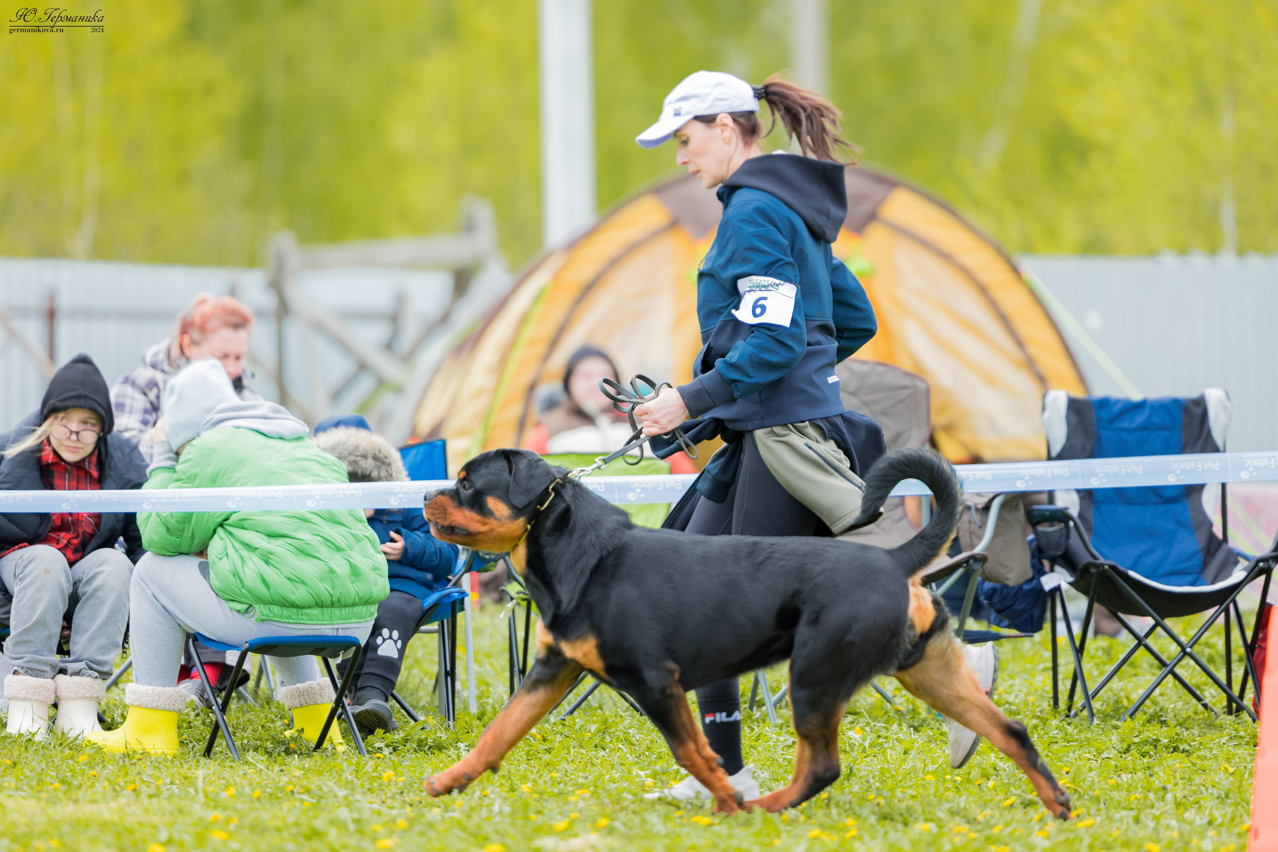 Нижний Новгород 11-12.05.2024 моно ротвейлеров. Фотограф-анималист Юлия Германика