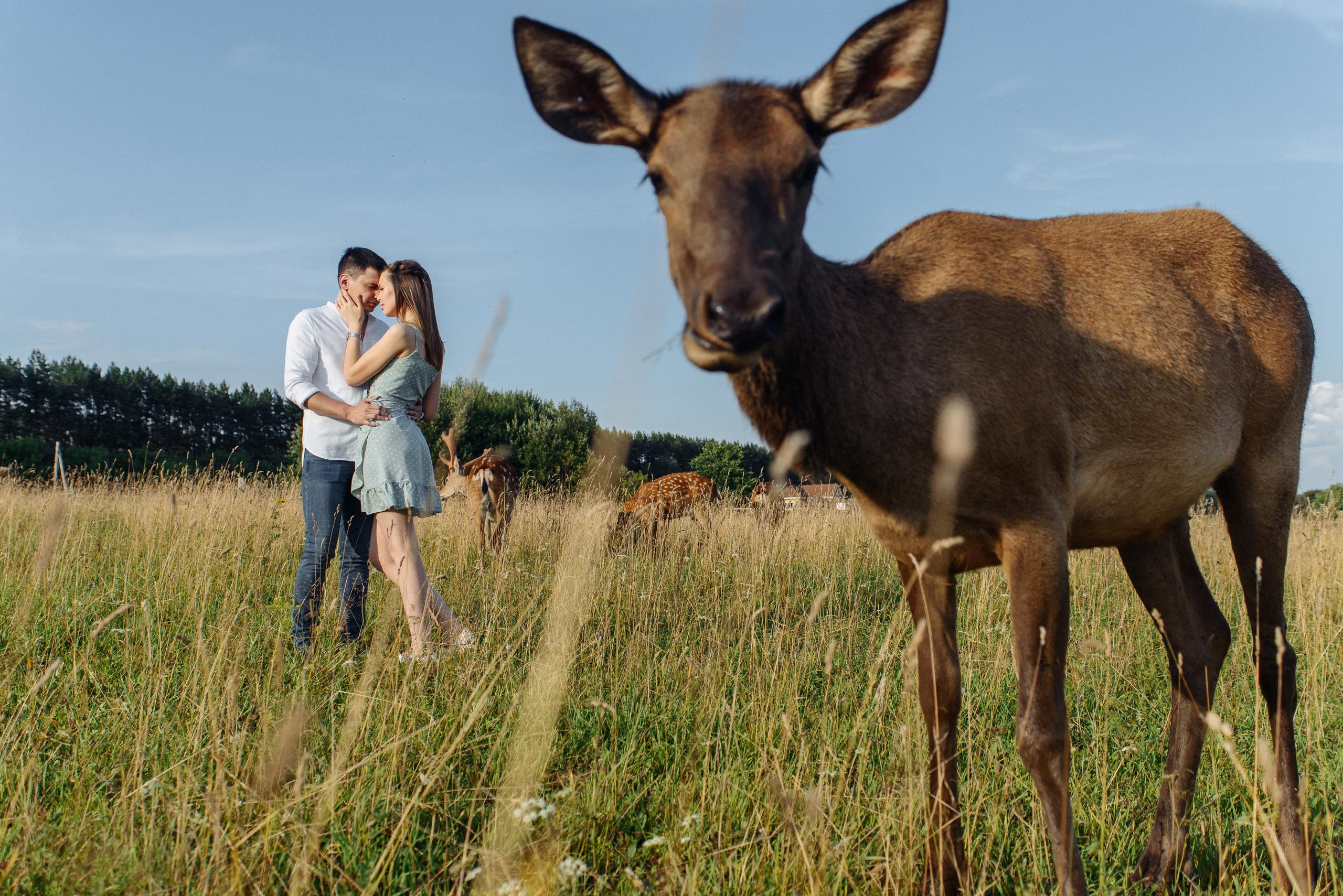На Оленьей ферме. Свадебный фотограф Ижевск Петр Шишков
