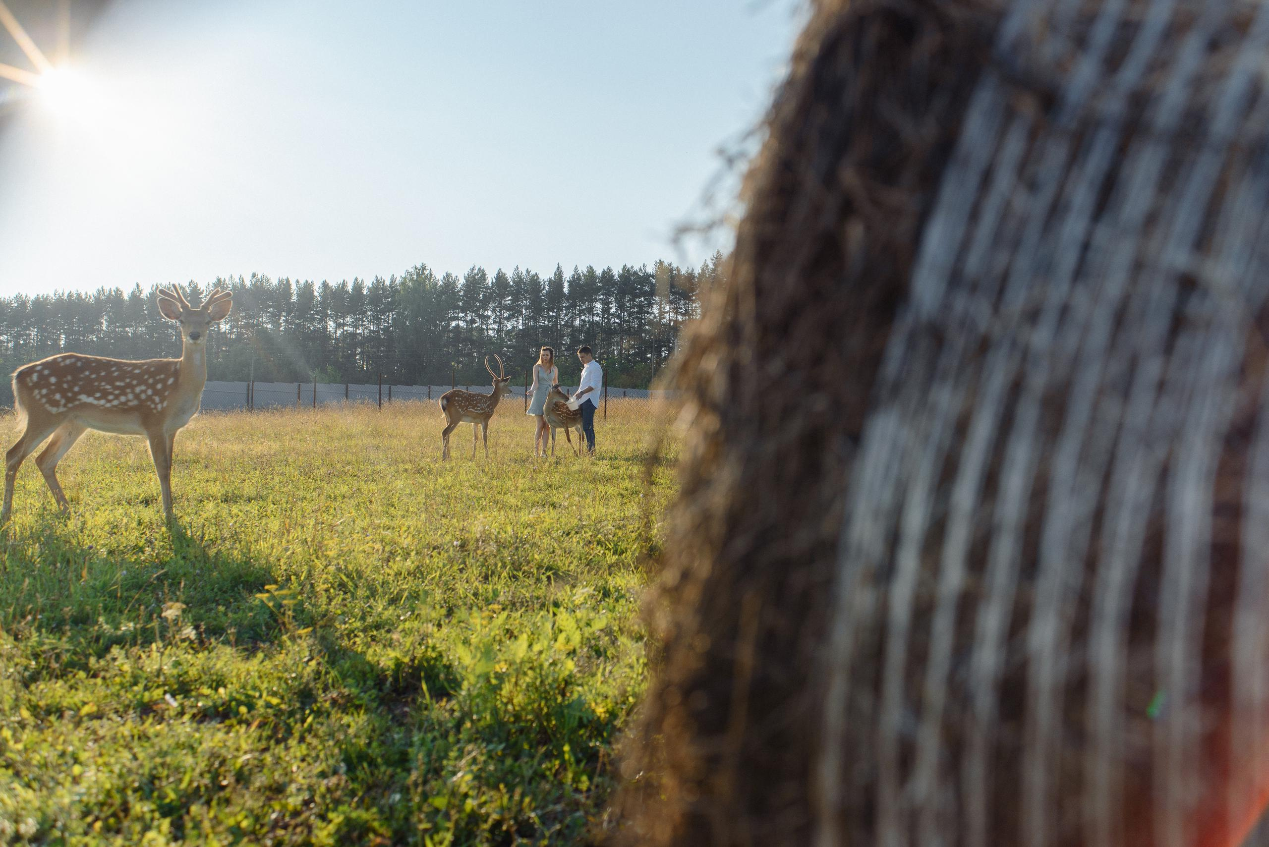На Оленьей ферме. Свадебный фотограф Ижевск Петр Шишков