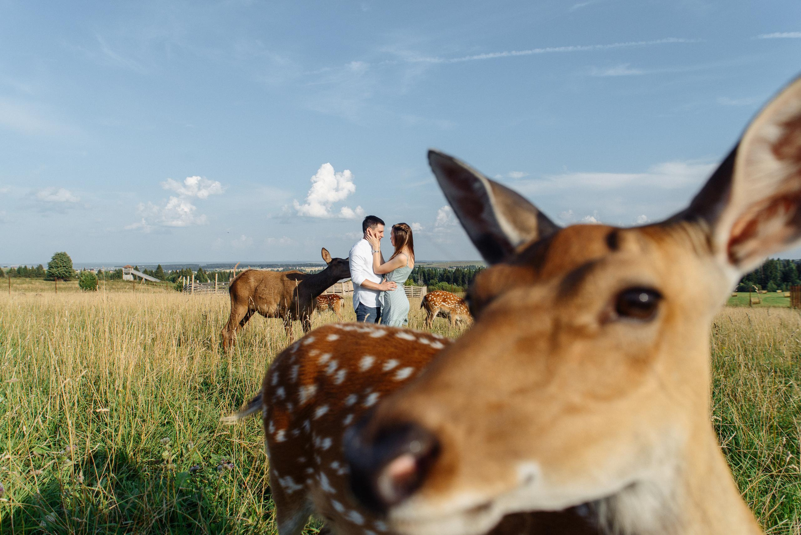 На Оленьей ферме. Свадебный фотограф Ижевск Петр Шишков