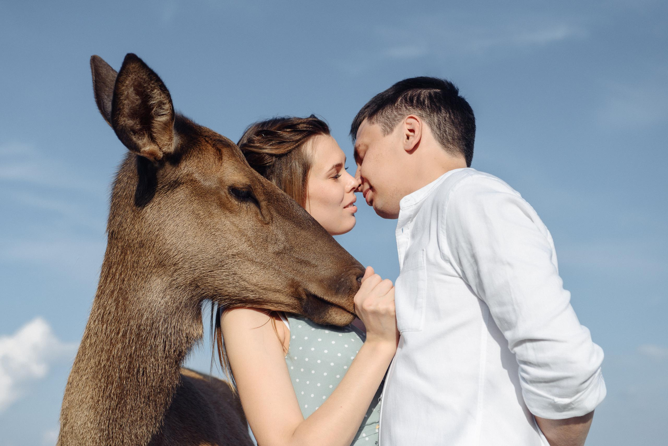 На Оленьей ферме. Свадебный фотограф Ижевск Петр Шишков