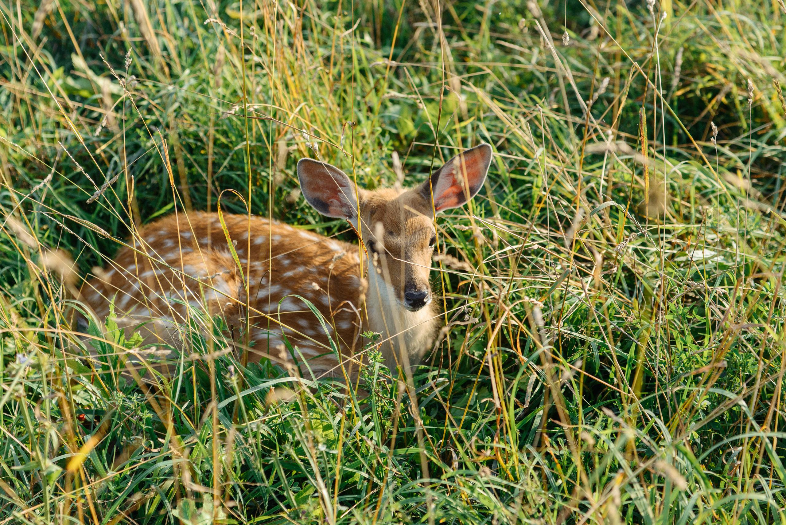 На Оленьей ферме. Свадебный фотограф Ижевск Петр Шишков
