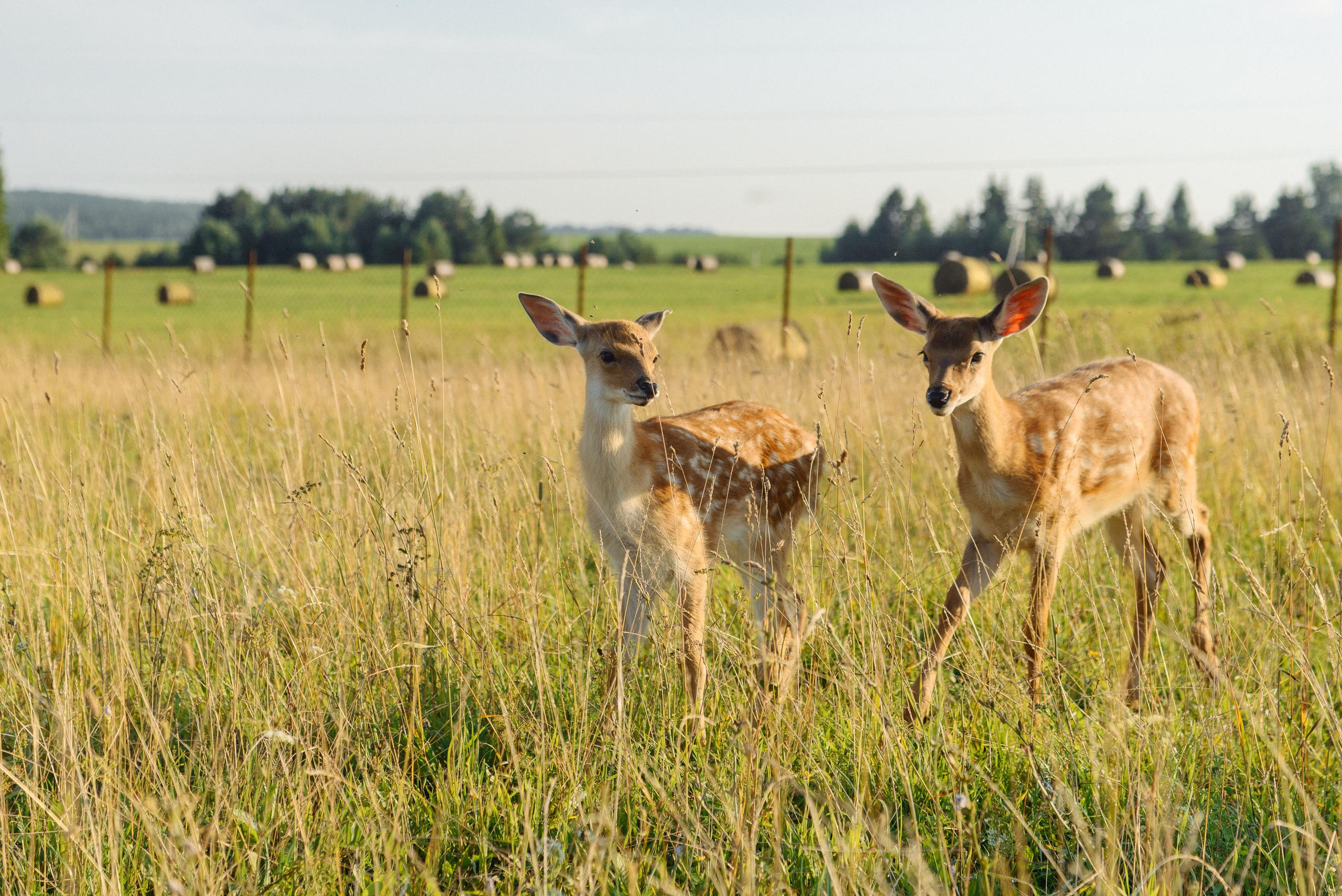 На Оленьей ферме. Свадебный фотограф Ижевск Петр Шишков
