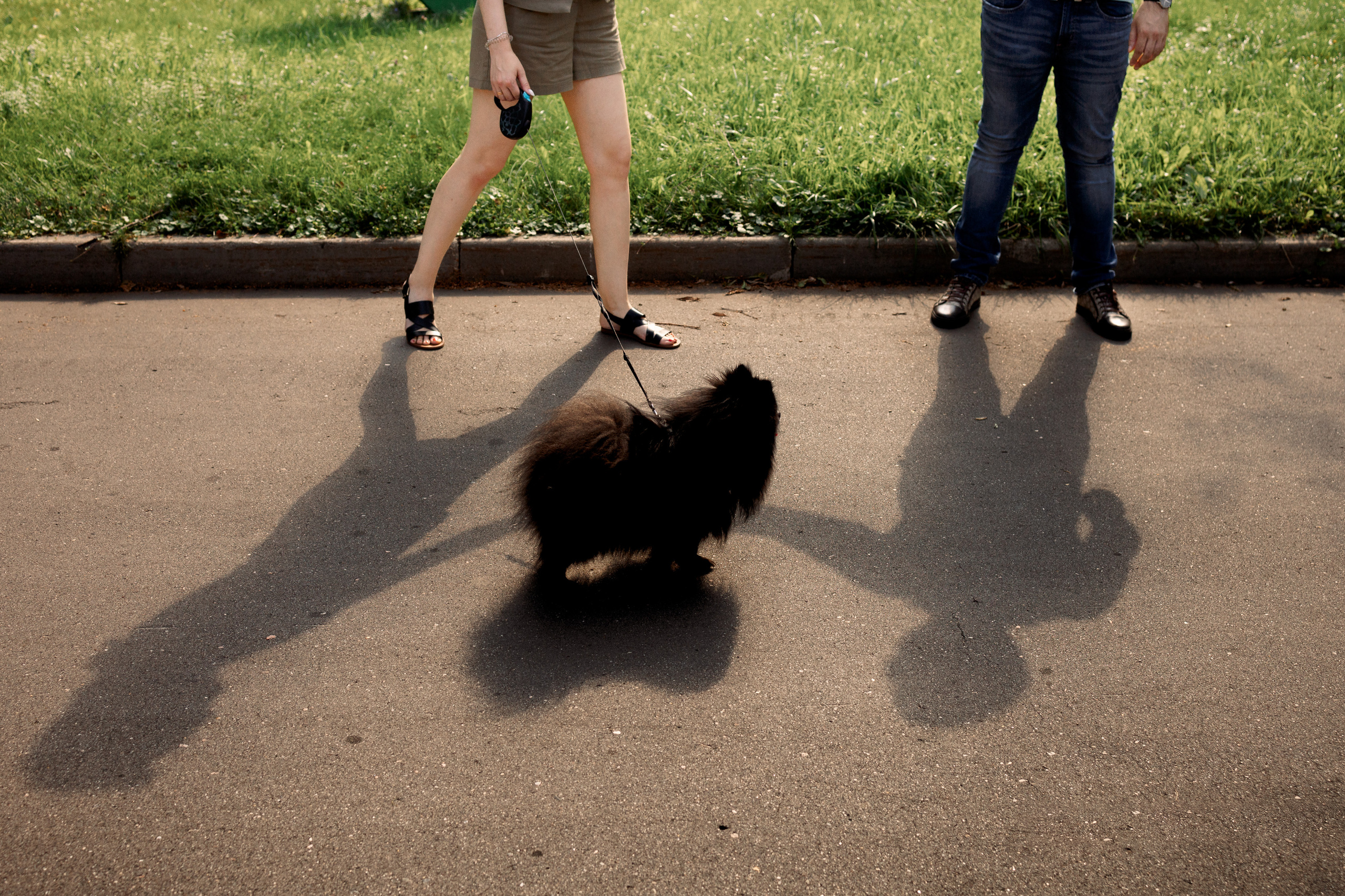 Тени и шпиц