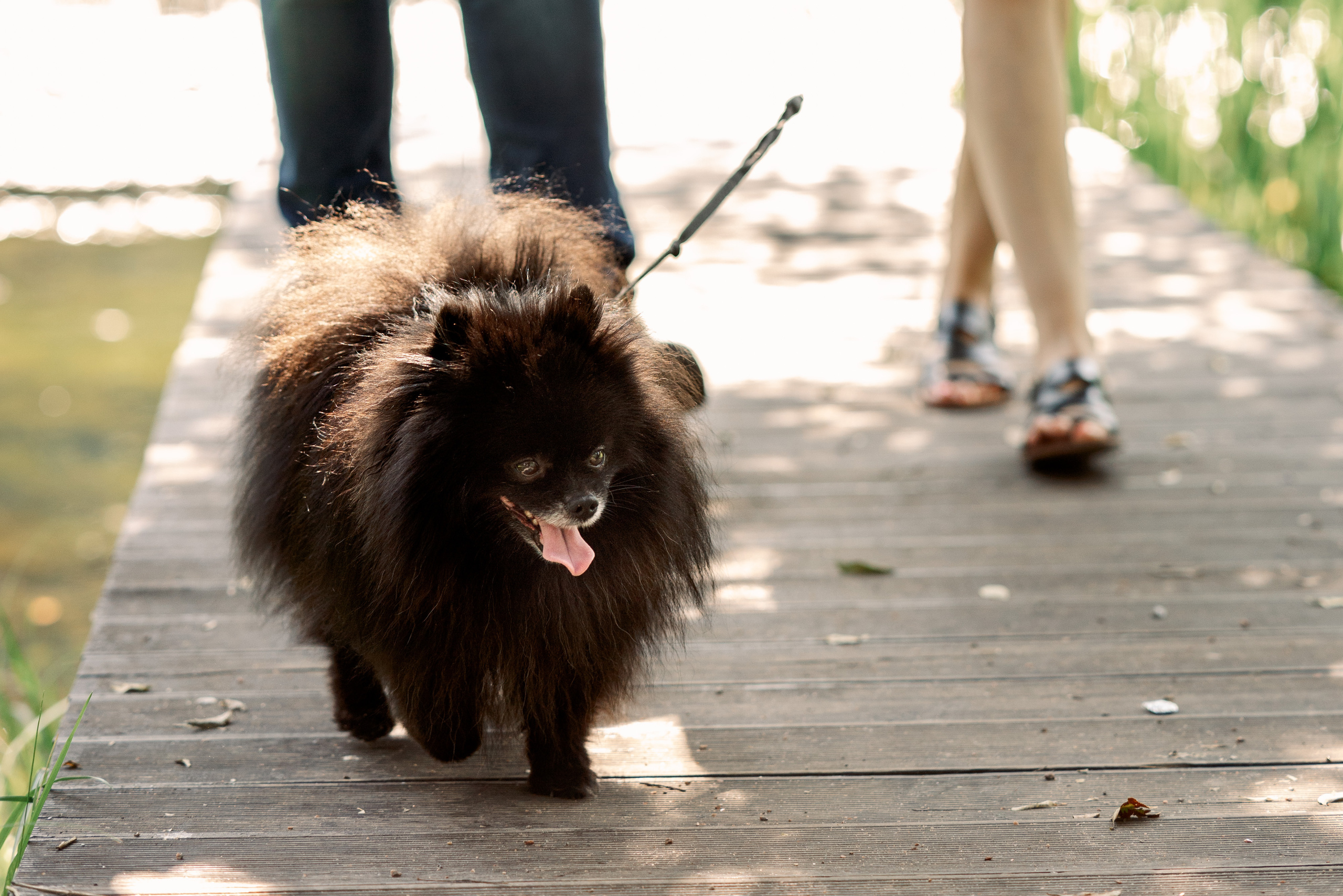 Порода шпиц