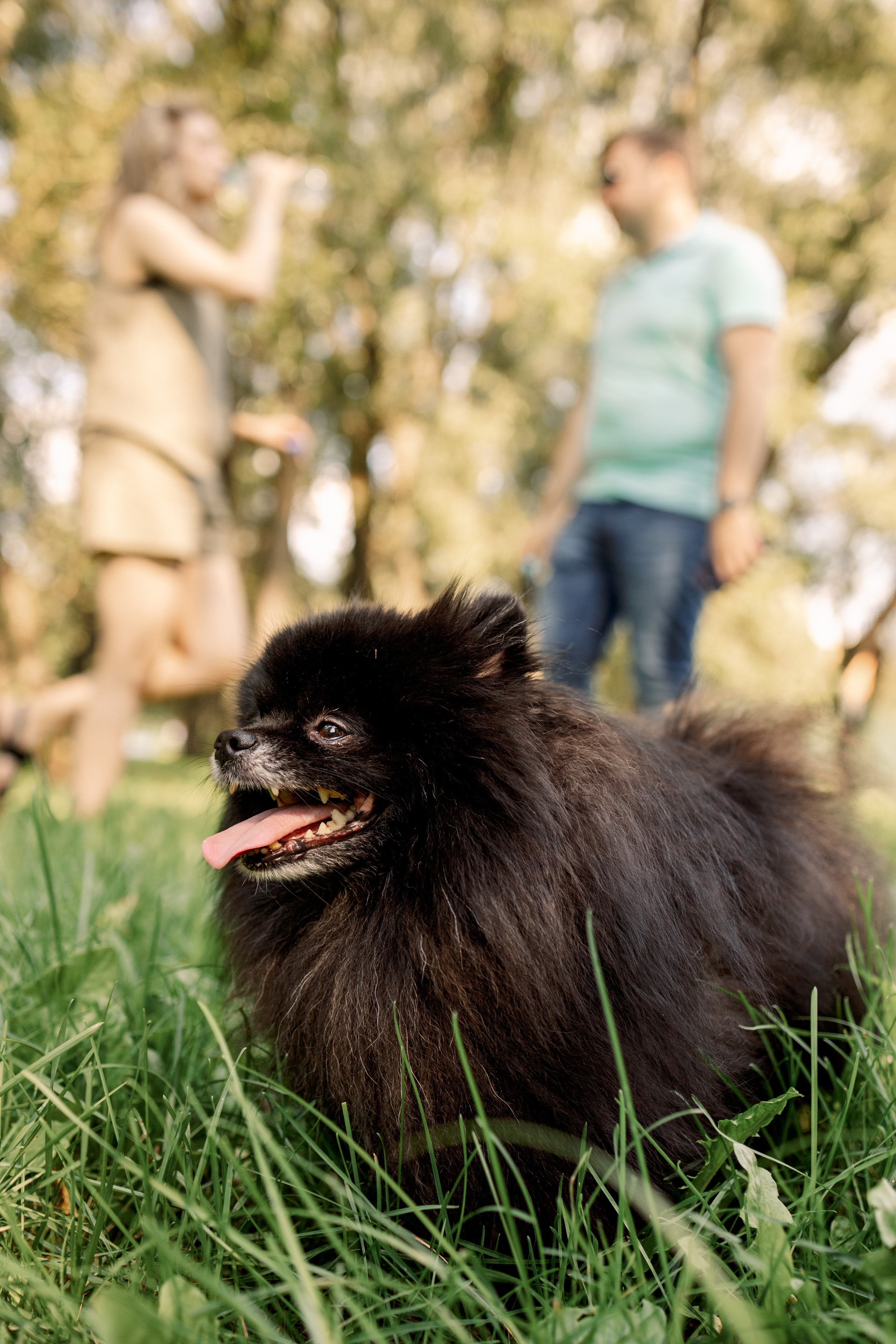 Шпиц на прогулке