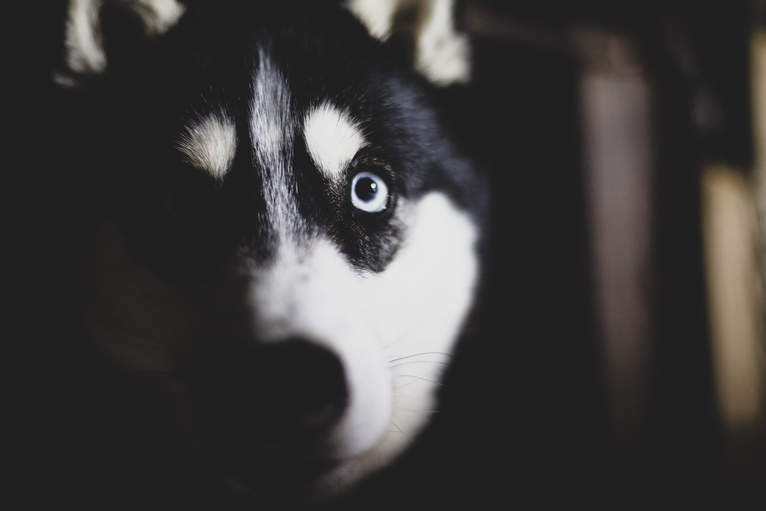 Фонд помощи: Husky_help_21. Фотография