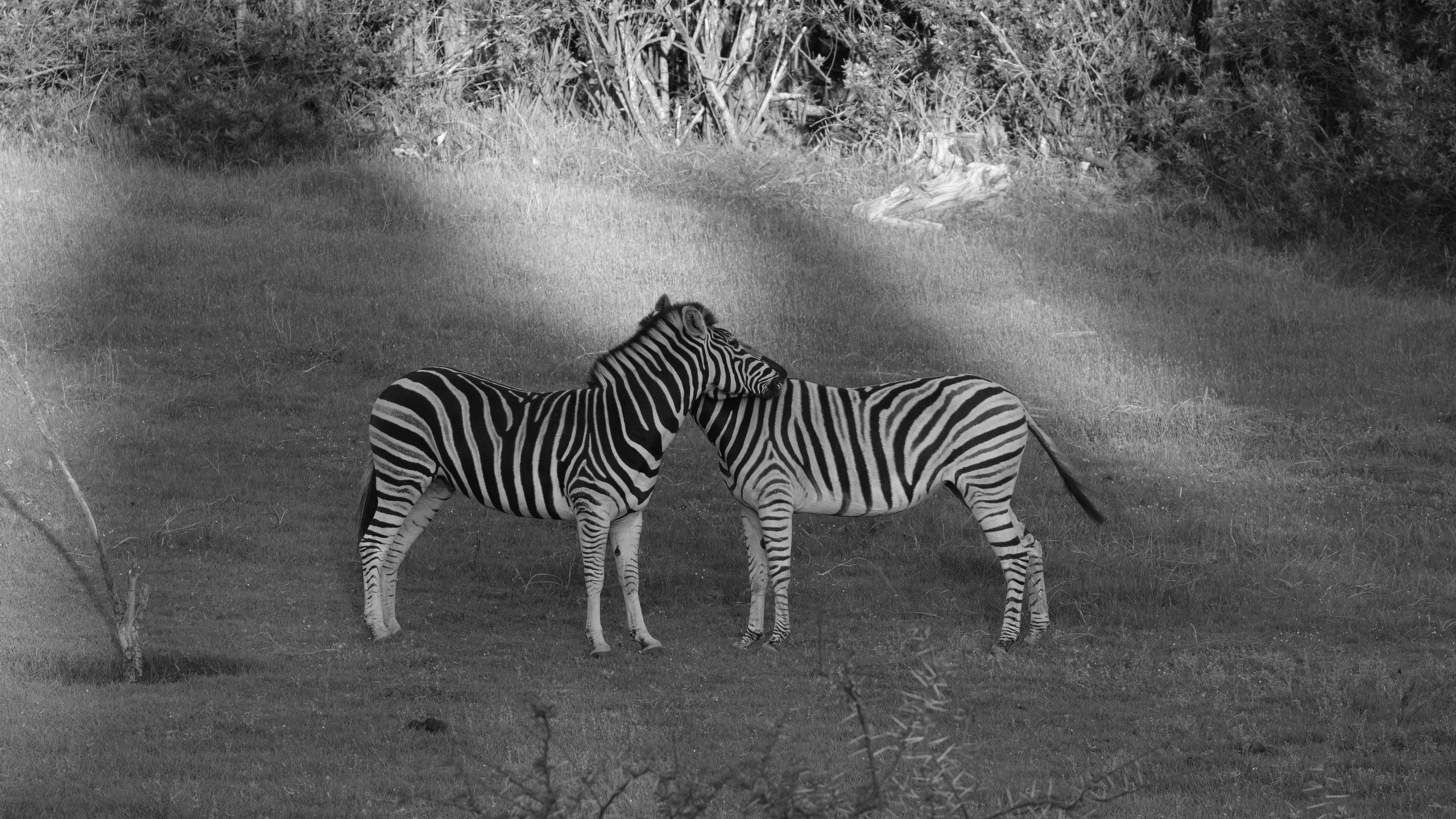 Искусство фотографии