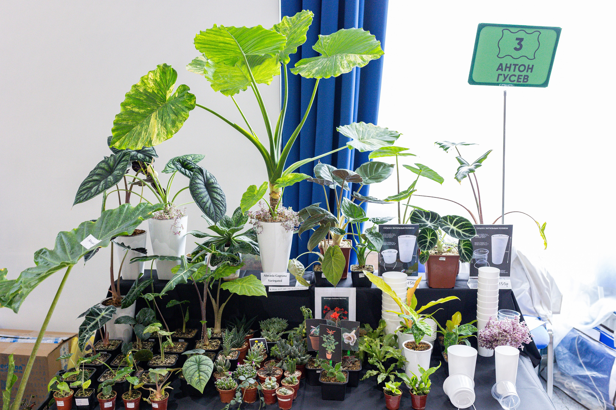 Монстериум апрель 2025. Александра Куликова фотограф, Москва