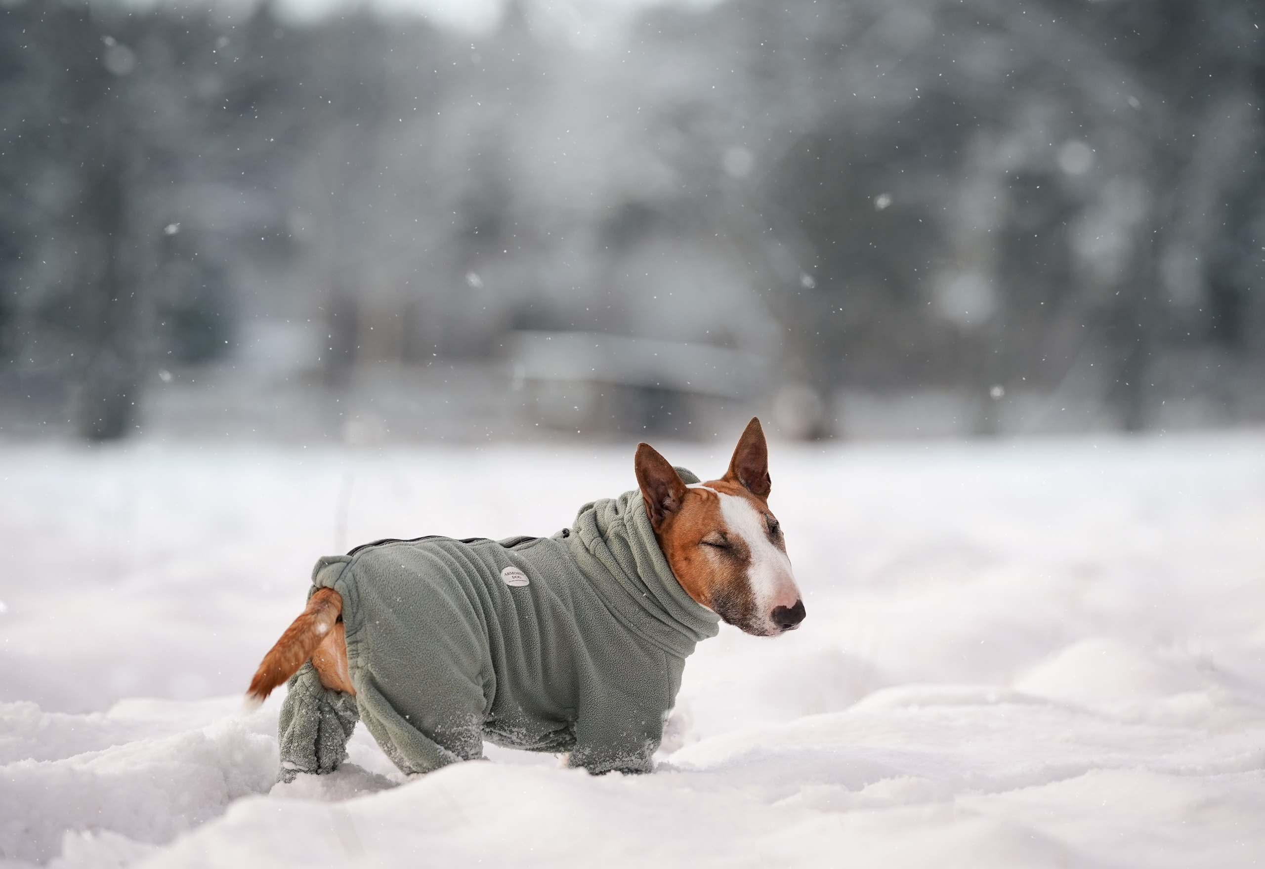 Панда и Юни Карелия. Фотограф-анималист в Санкт-Петербурге Яна Мартынова