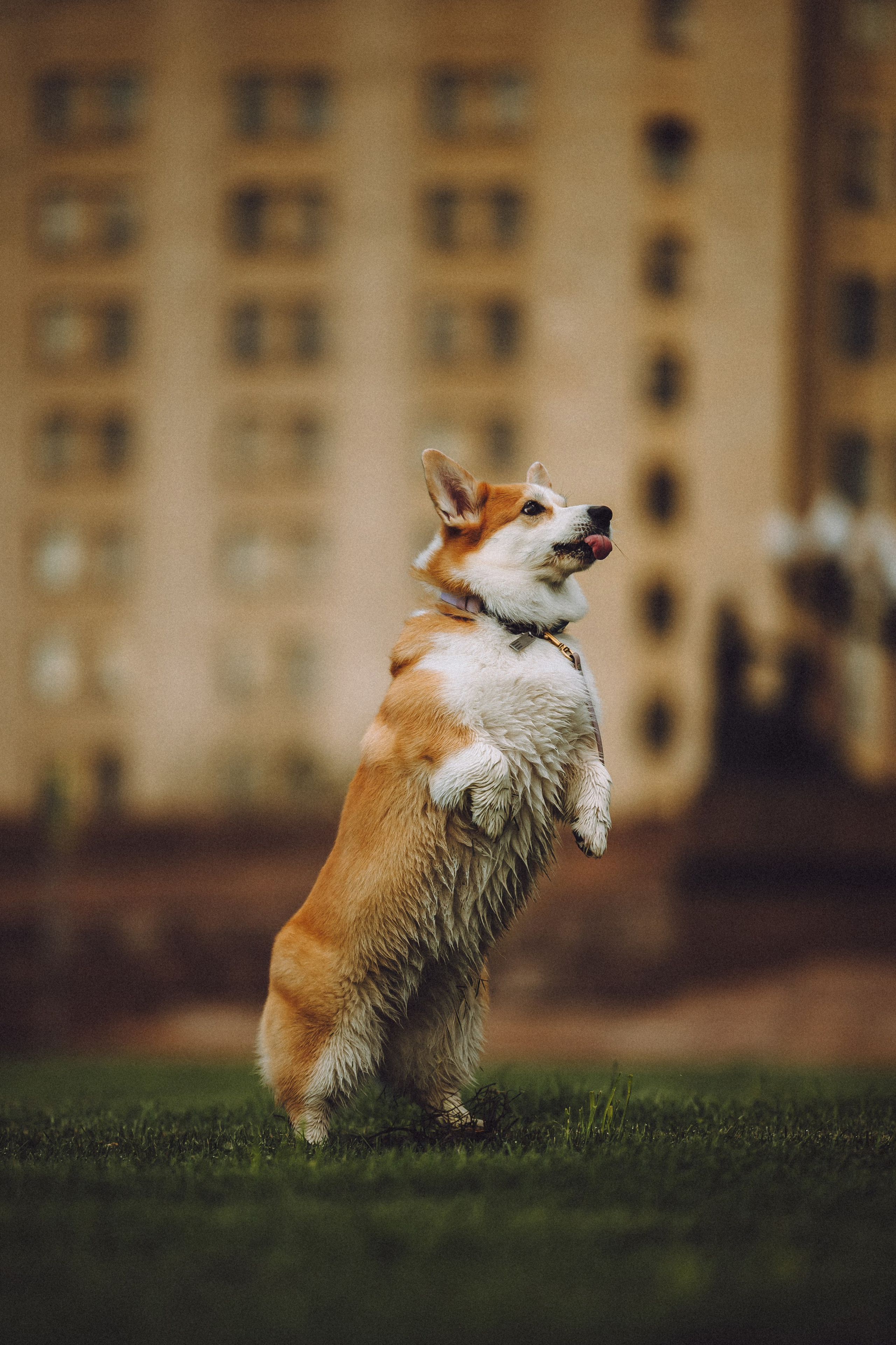 Пуговка и ее семья