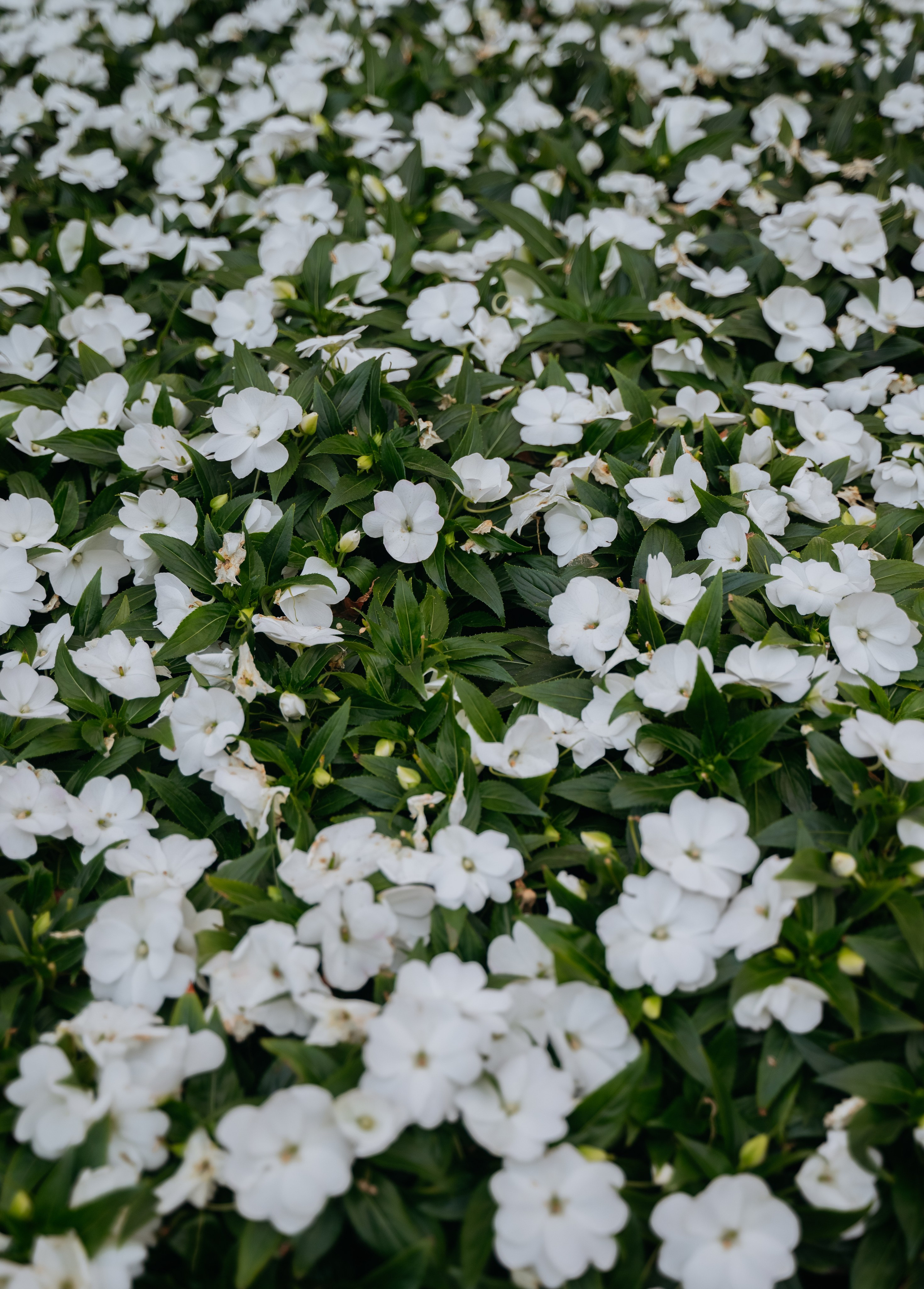 Прогулка к завтраку