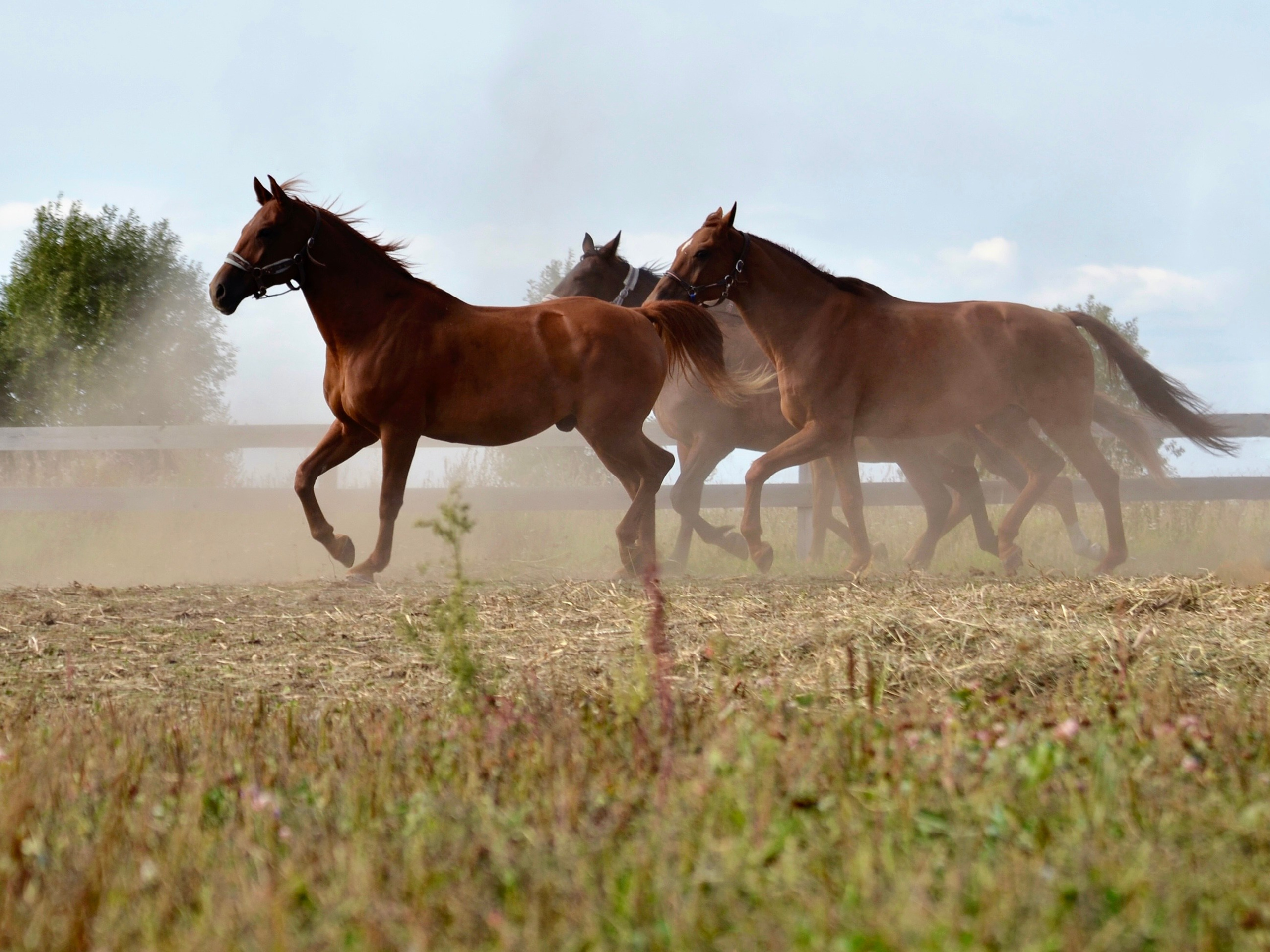Лошади. Фотограф анималист