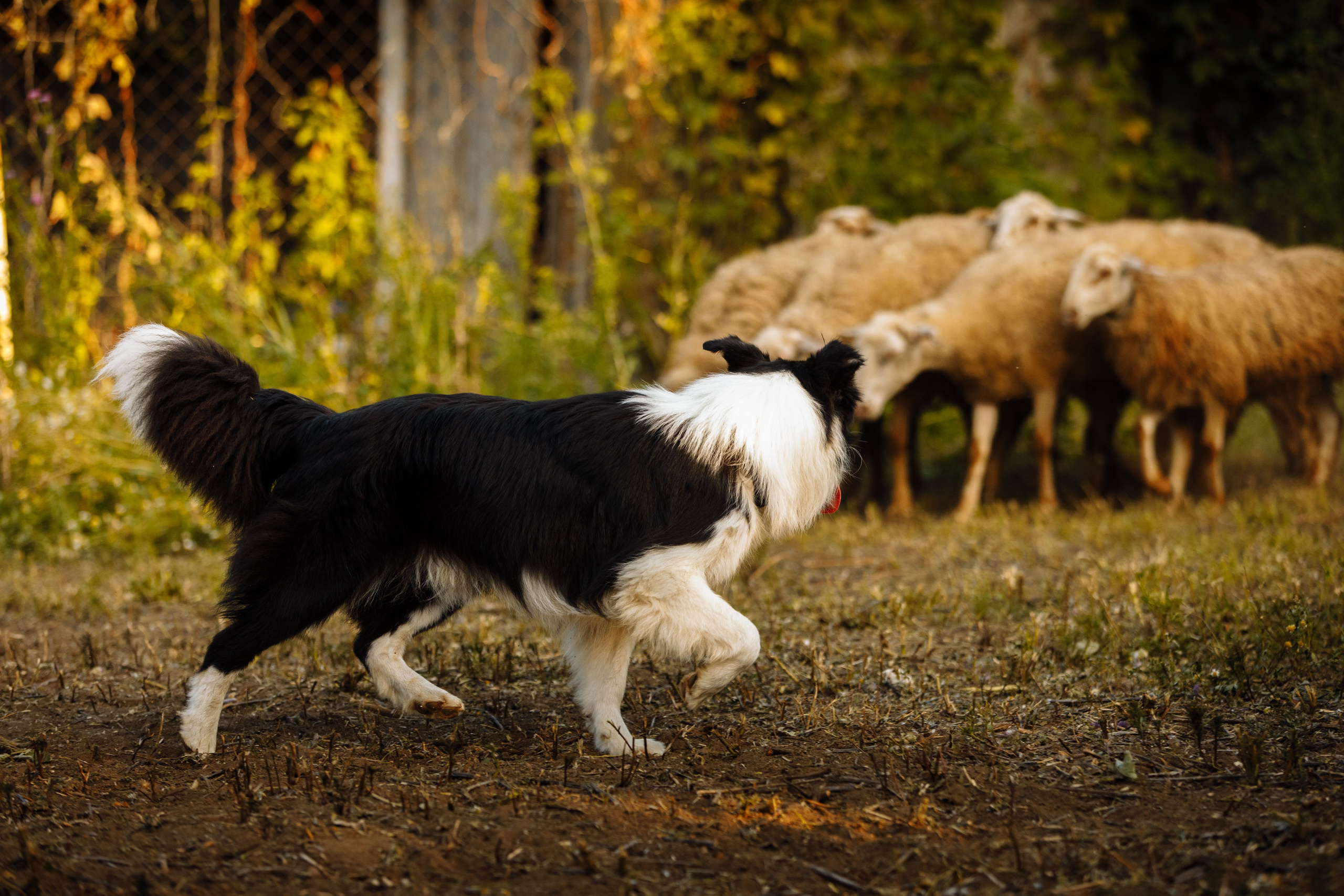 Овечий день. О нас
