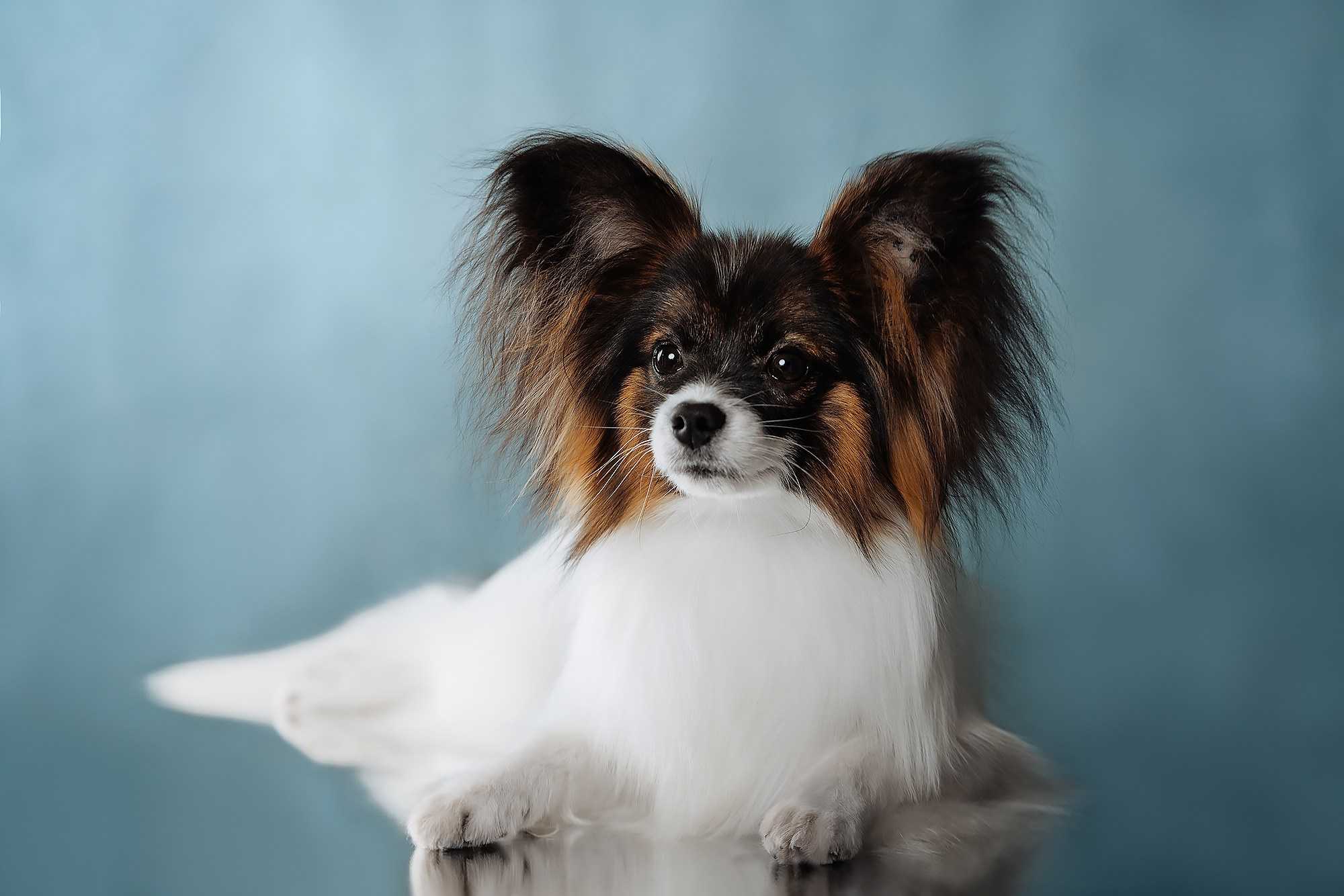 Синева. О нас