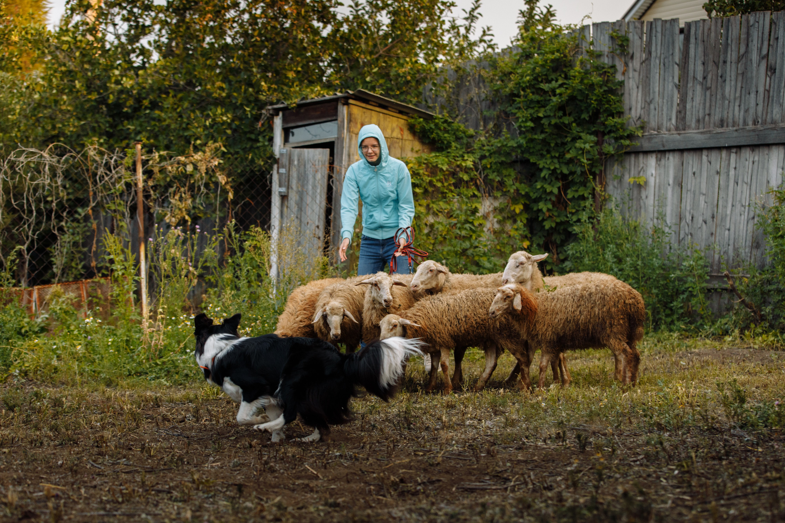 Овечий день. О нас