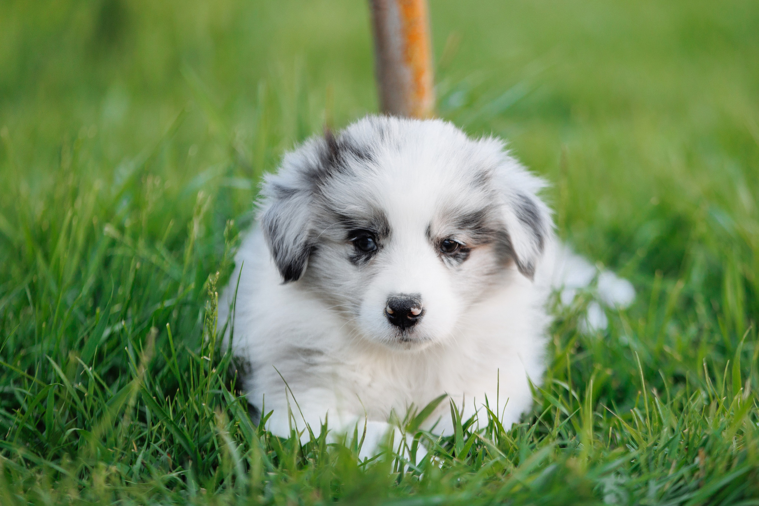 Пушистое. О нас