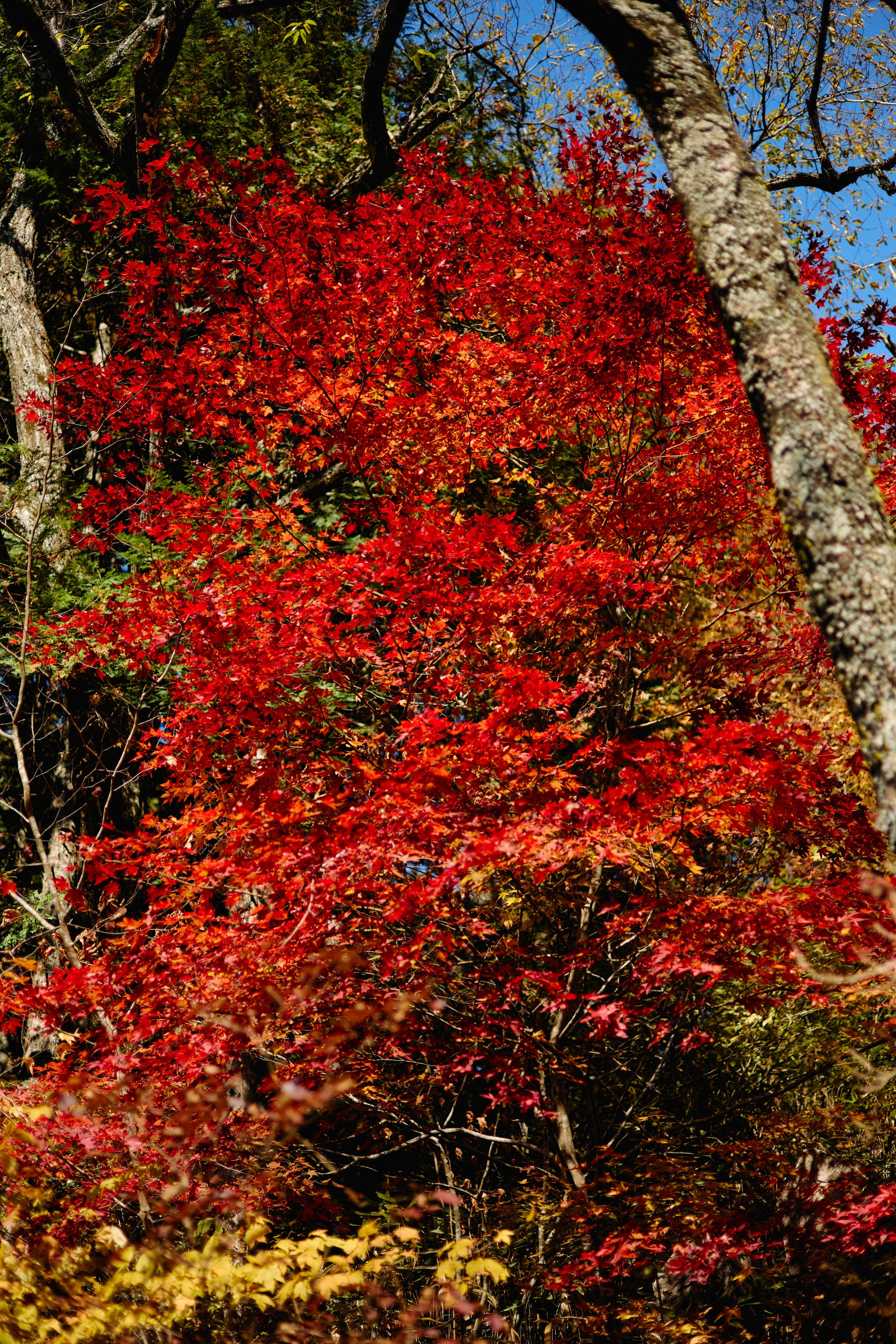 Япония. Профессиональный Фотограф во Владимире, в Москве и в Суздале — Полина Романычева