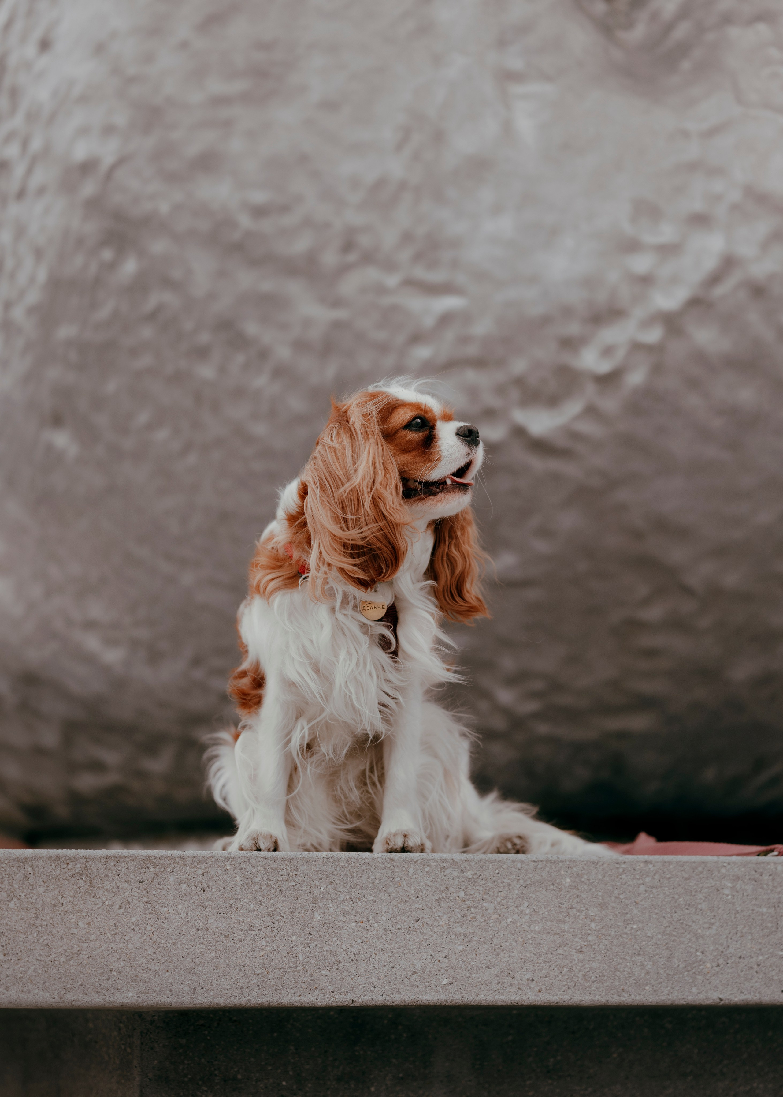 Дольче. Фотограф- анималист Александра Матвеева
