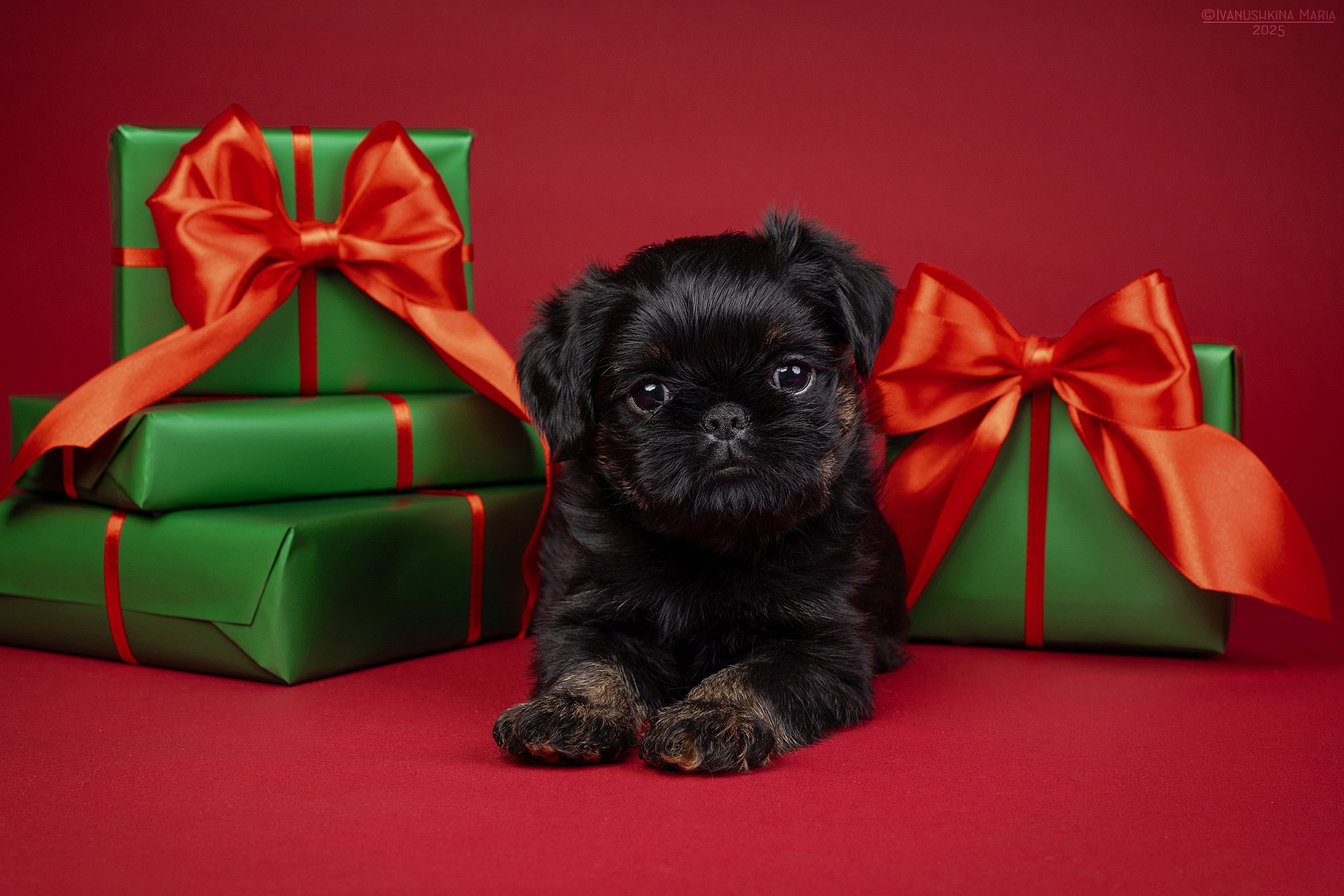 Фотосессия щенков на фонах. Фотограф собак в Москве и Московской области Иванушкина Мария
