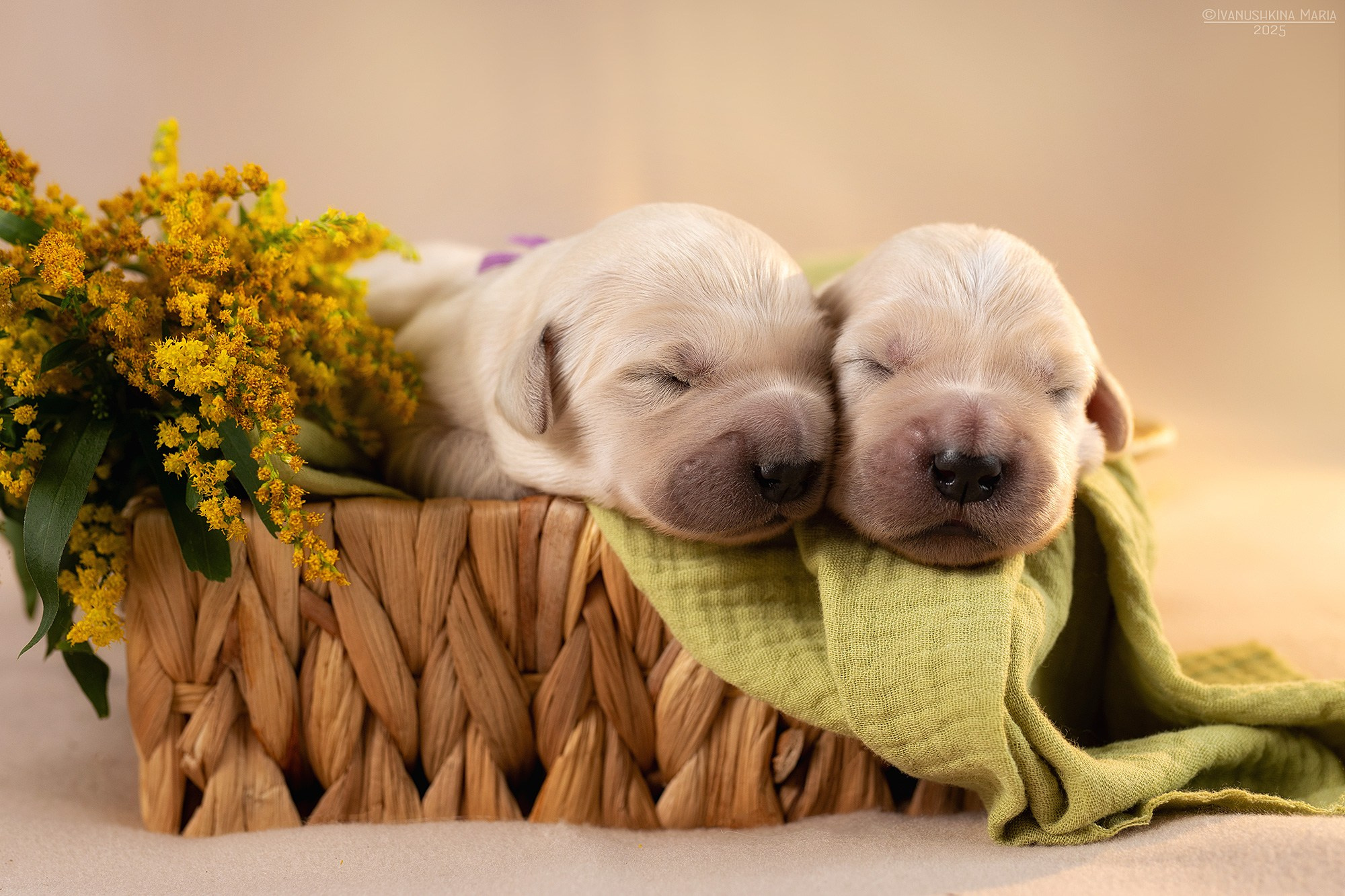 Ньюборн фотосессия щенков. Фотограф собак в Москве и Московской области Иванушкина Мария