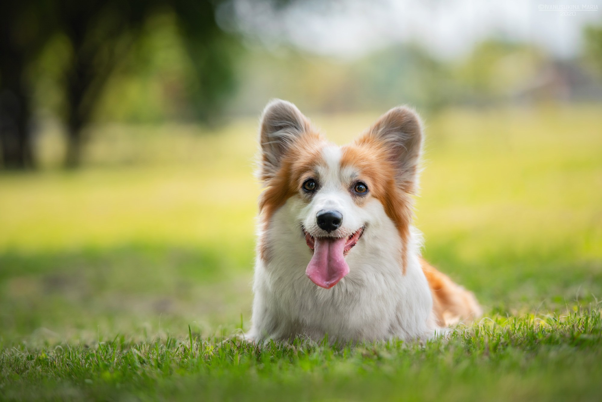 Фотограф-анималист. Фотограф собак в Москве и Московской области Иванушкина Мария