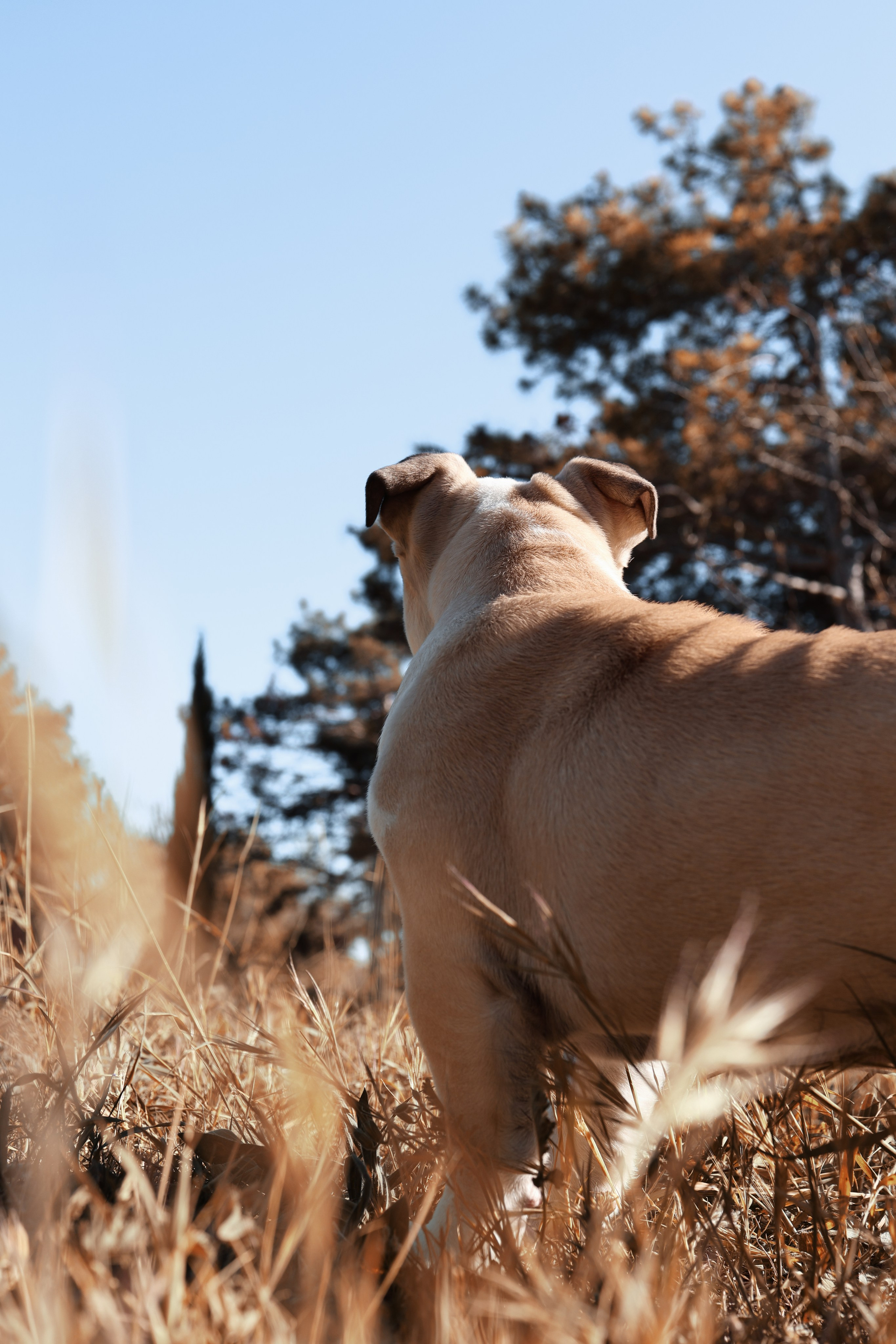 Новый член семьи. Withlovent | Фотограф в Севастополе