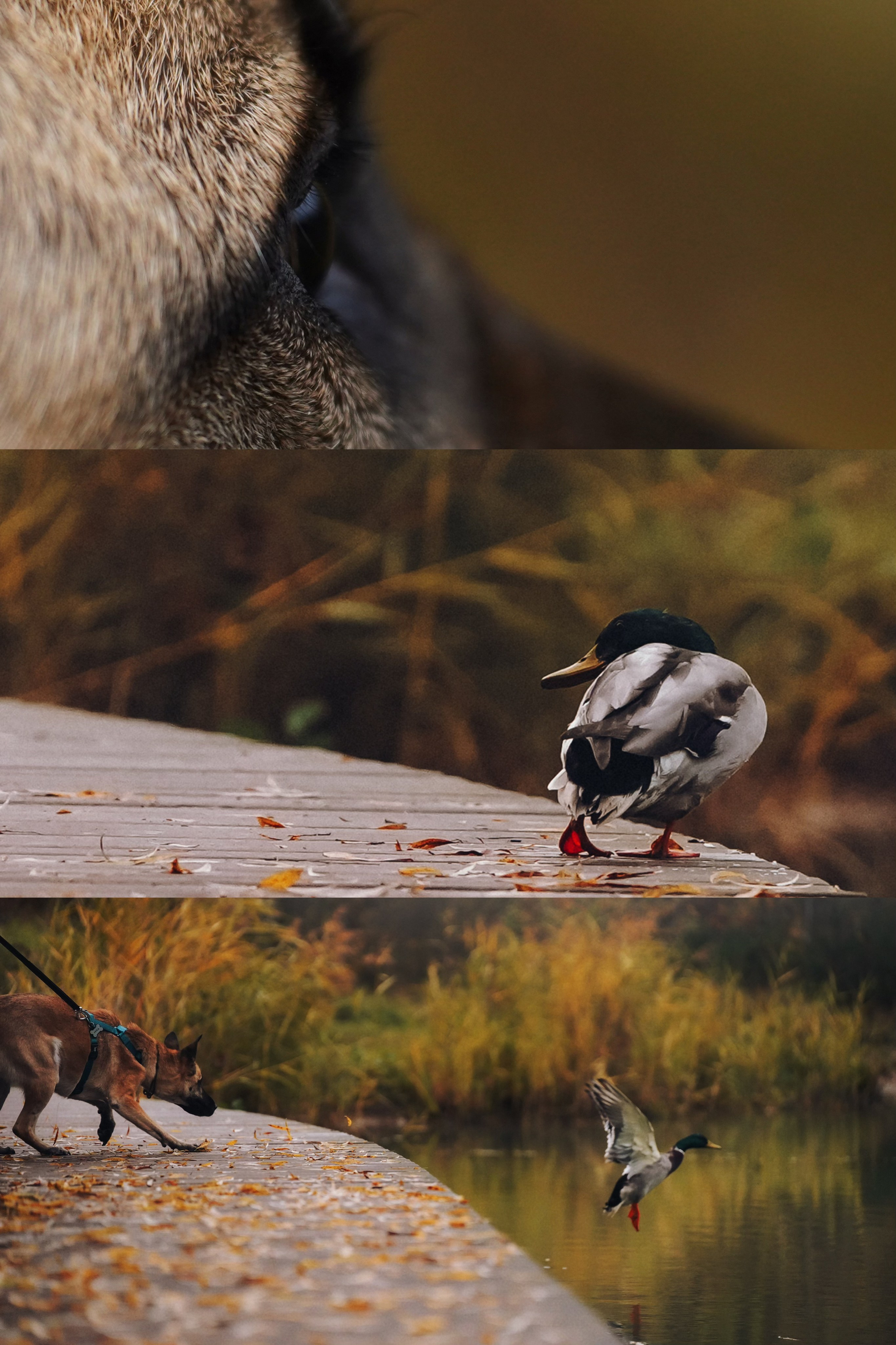 Наталия, Иван и Урса. Фотограф анималист в Москве и Санкт-Петербурге Свиридова Анна