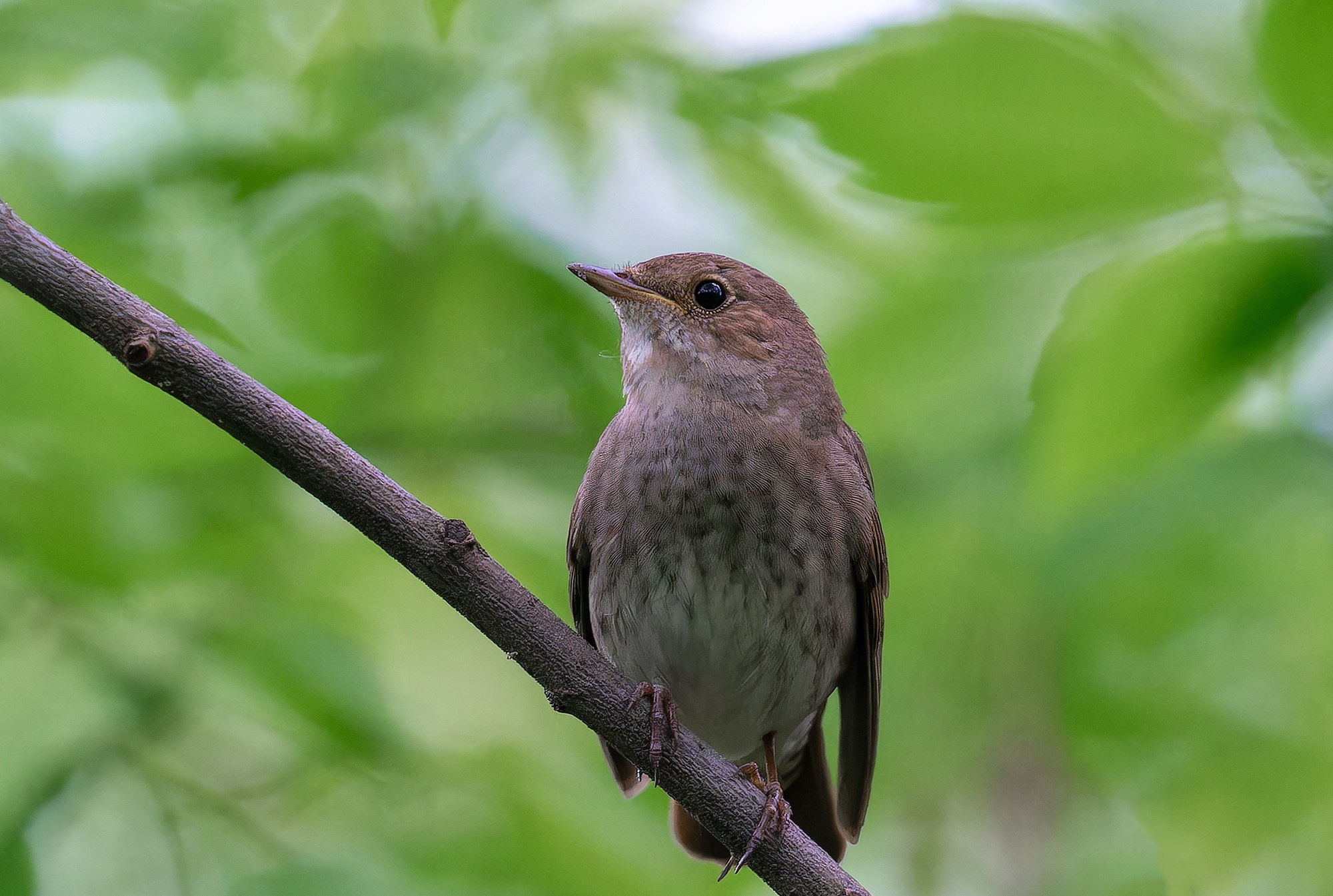 Удивительные мир птиц. Вокруг нас столько прекрасного — присмотритесь!. Ваш личный фотограф Марина Волкова