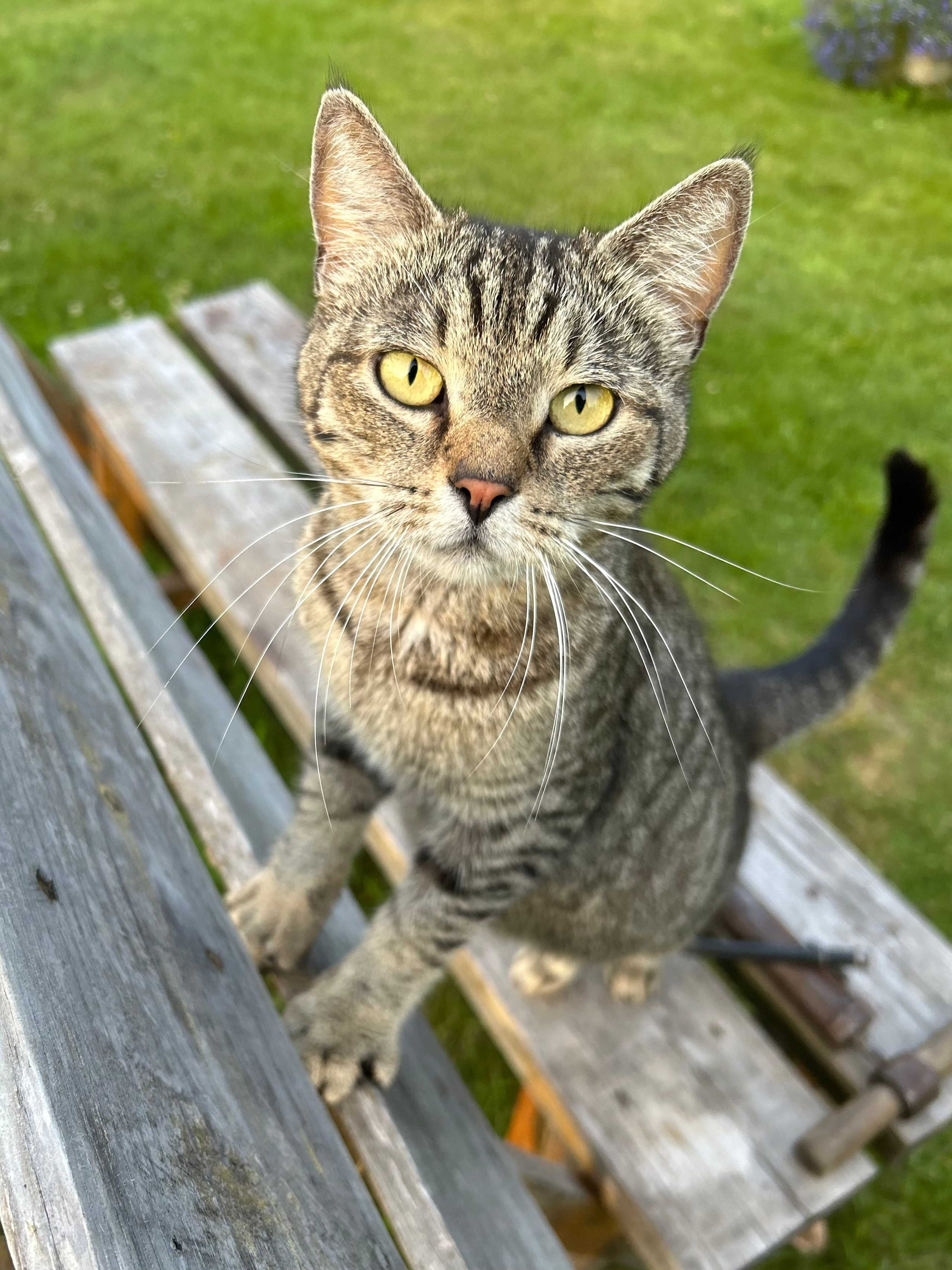 В мире животных. Фотокружок «Видоискатель» ГБОУ СОШ № 291