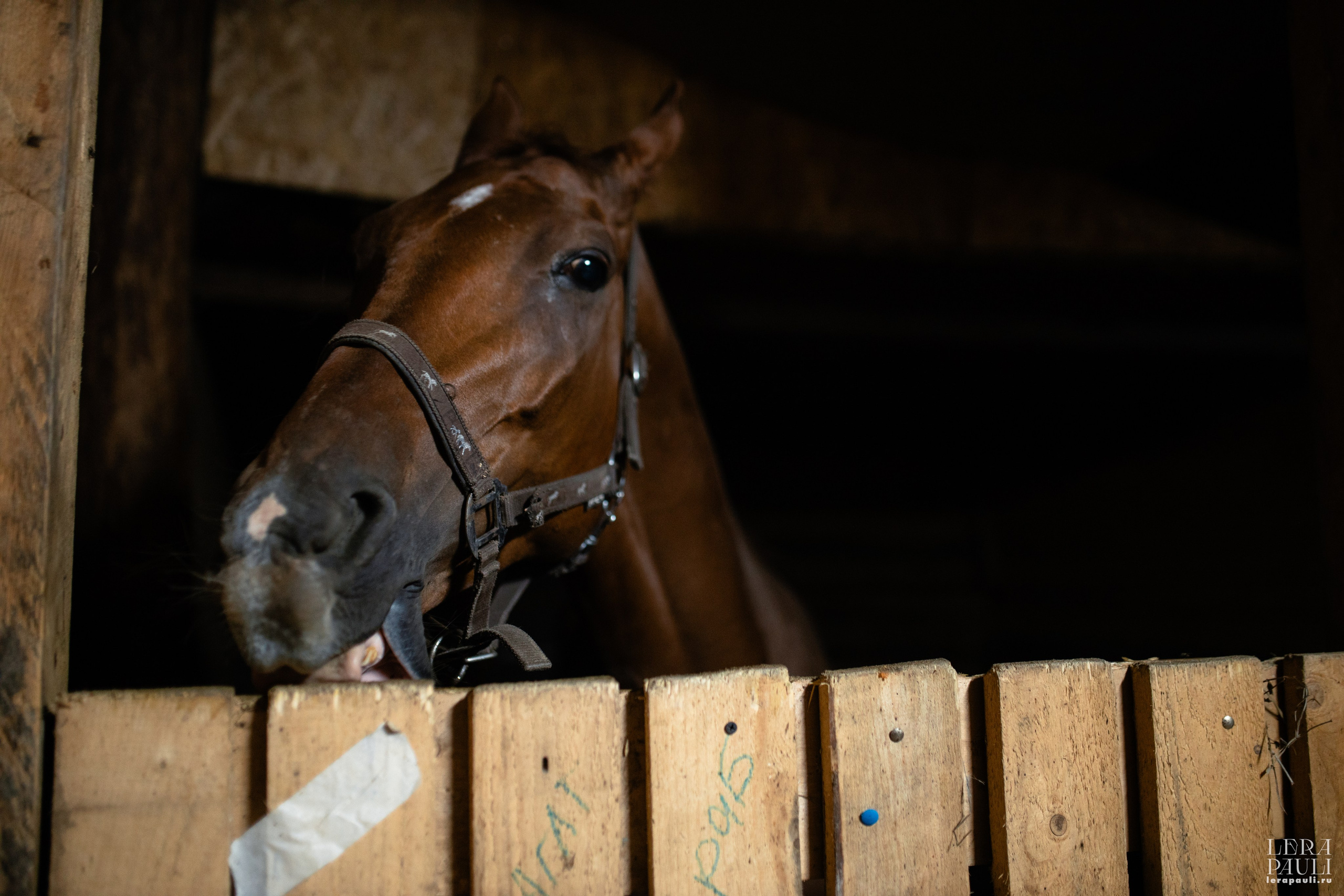 ДПСО «ЛизаАлерт». Главная