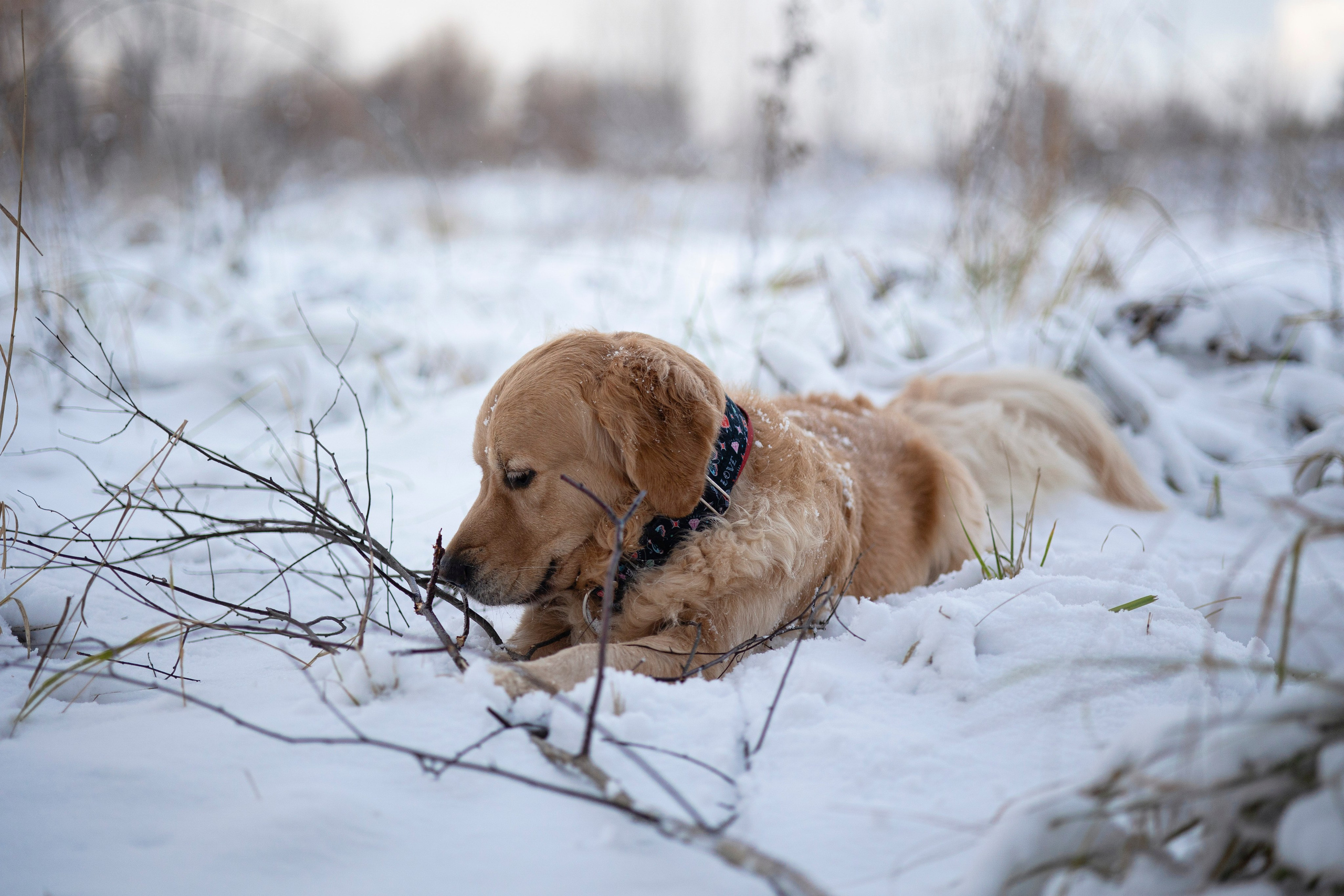 Съемка с собакой. Анастасия Белаш