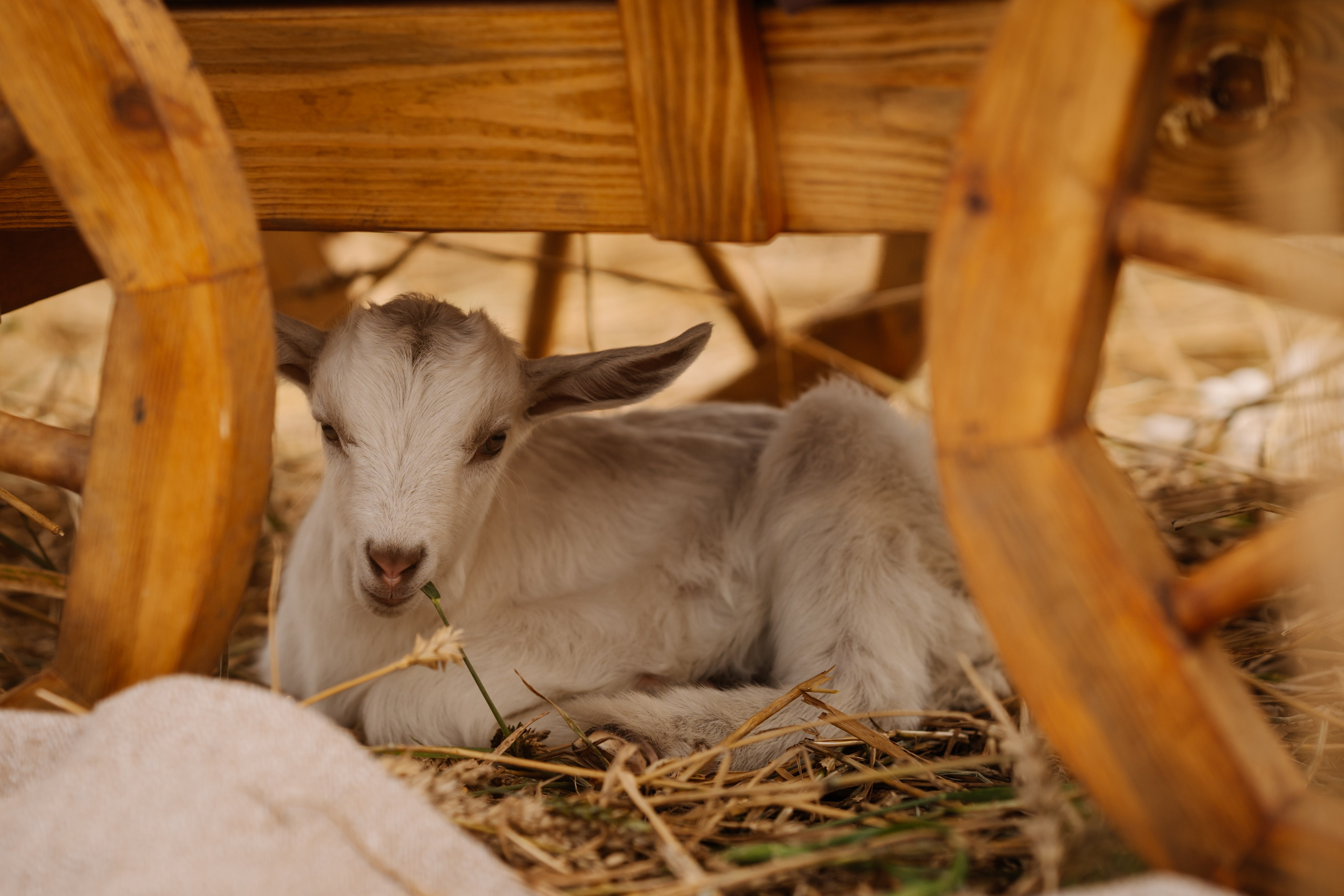 Девочки с козленком. СВАДЕБНЫЙ ФОТОГРАФ КРАСНОЯРСК