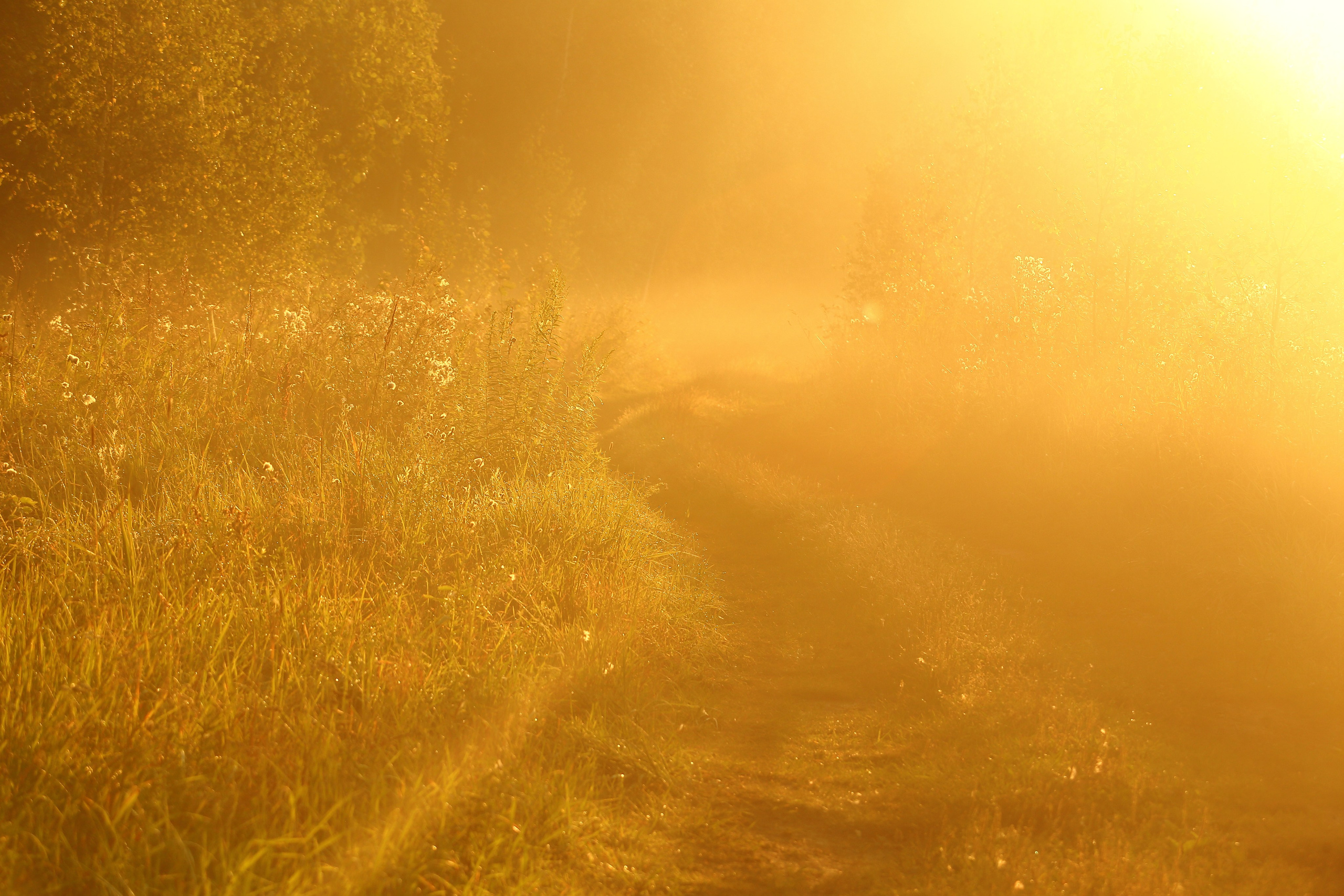 Туманным утром. Свадебный и репортажный фотограф в Ярославле и Санкт-Петербурге Роман Микрюков