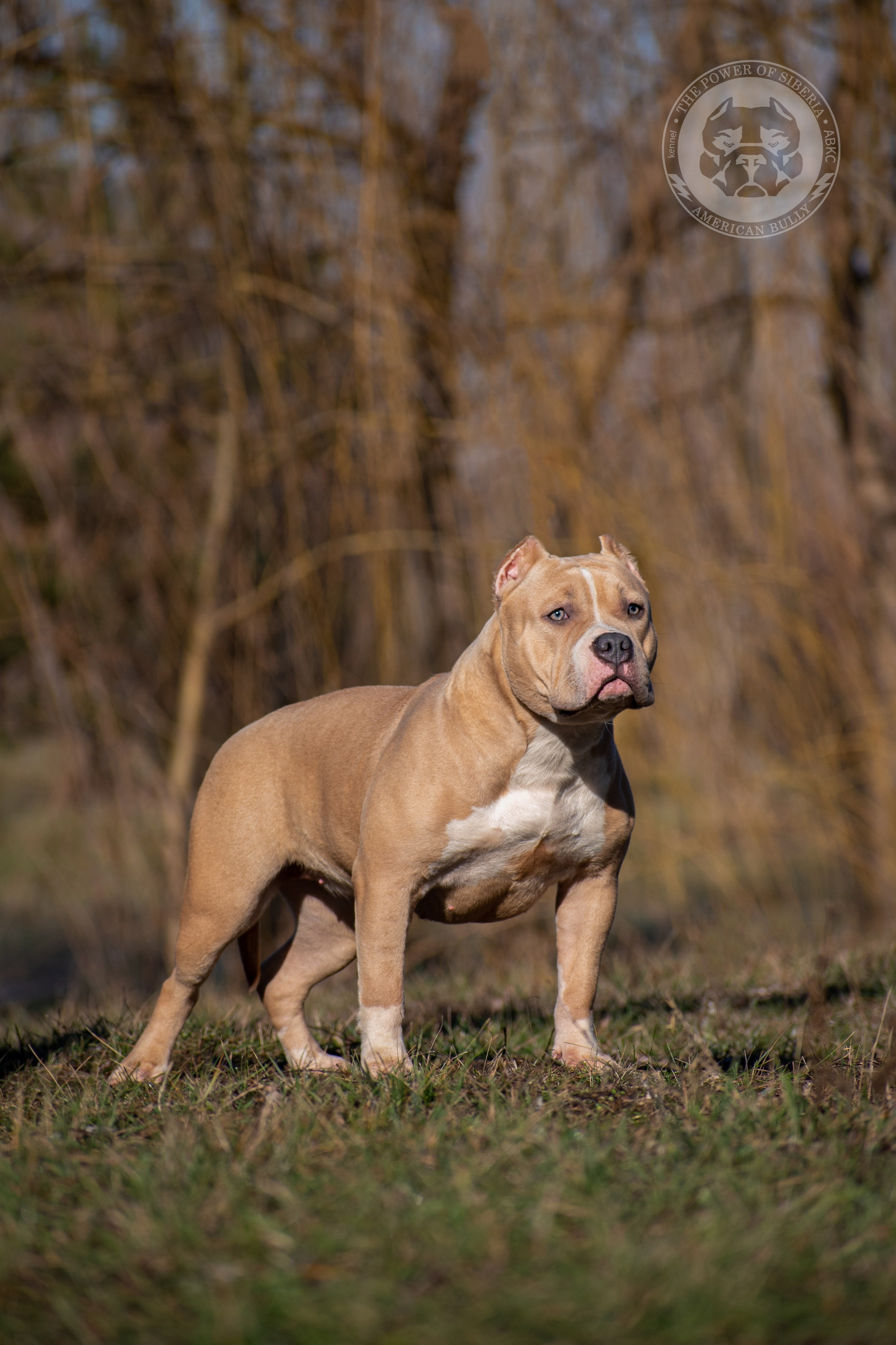 официальный питомник American Bully на Алтае