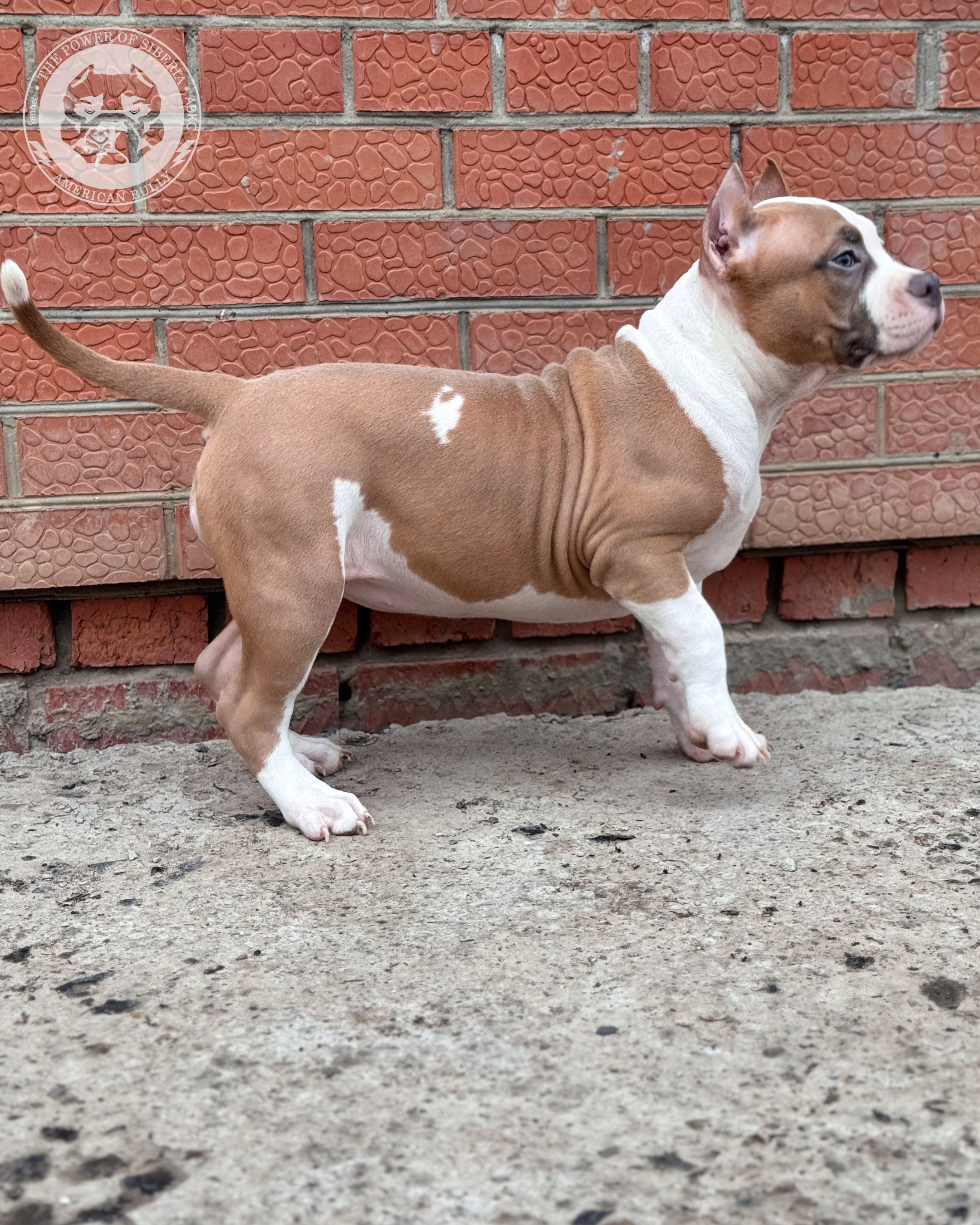 Свободные щенки Американский Булли стандарт и Свободные щенки Американский Булли классик. Американский Булли в г. Ростов-на-Дону. Питомник THE POWER OF SIBERIA