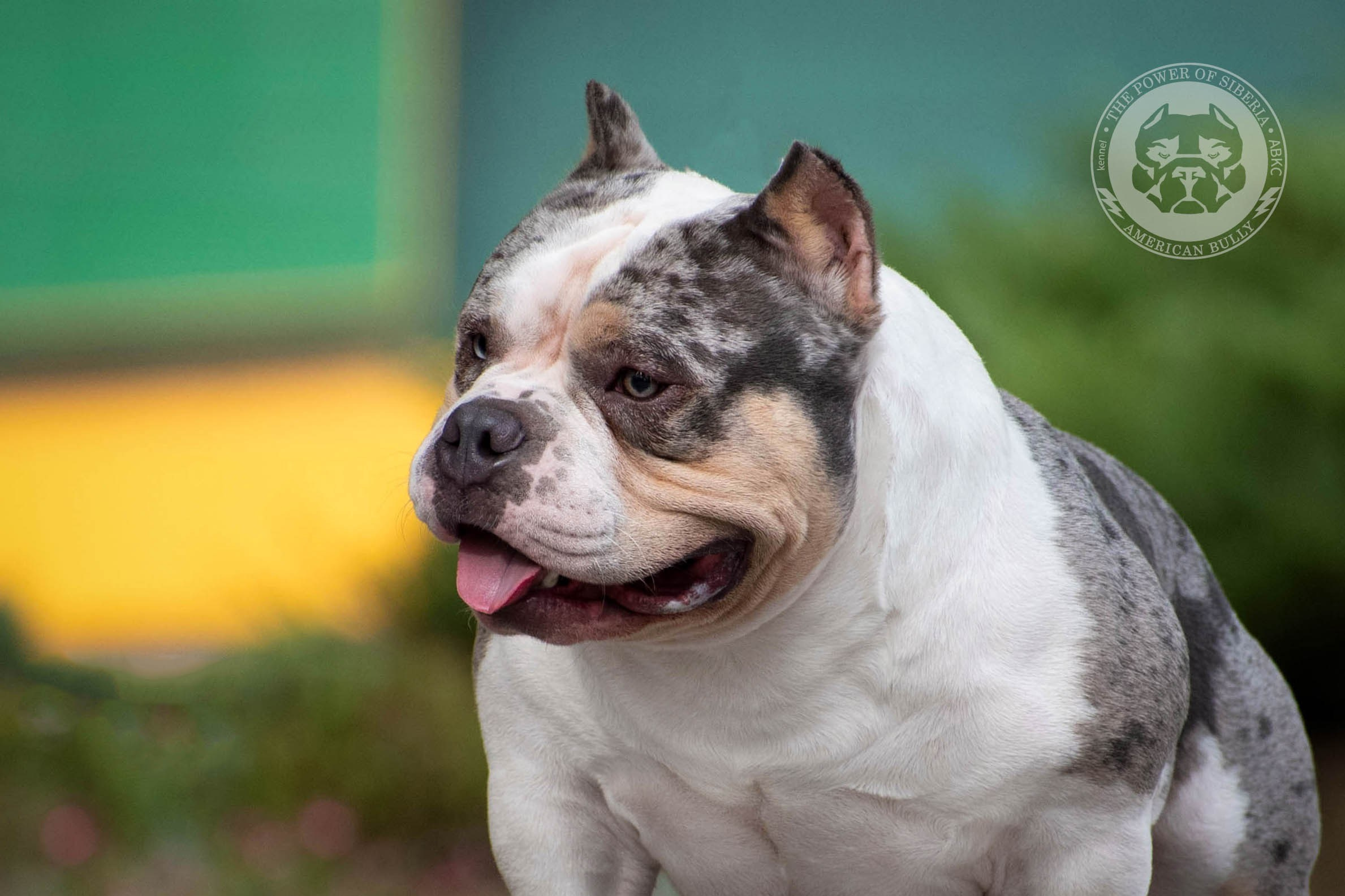 Августовские фотографии Каспера. Американский Булли в г. Ростов-на-Дону. Питомник THE POWER OF SIBERIA