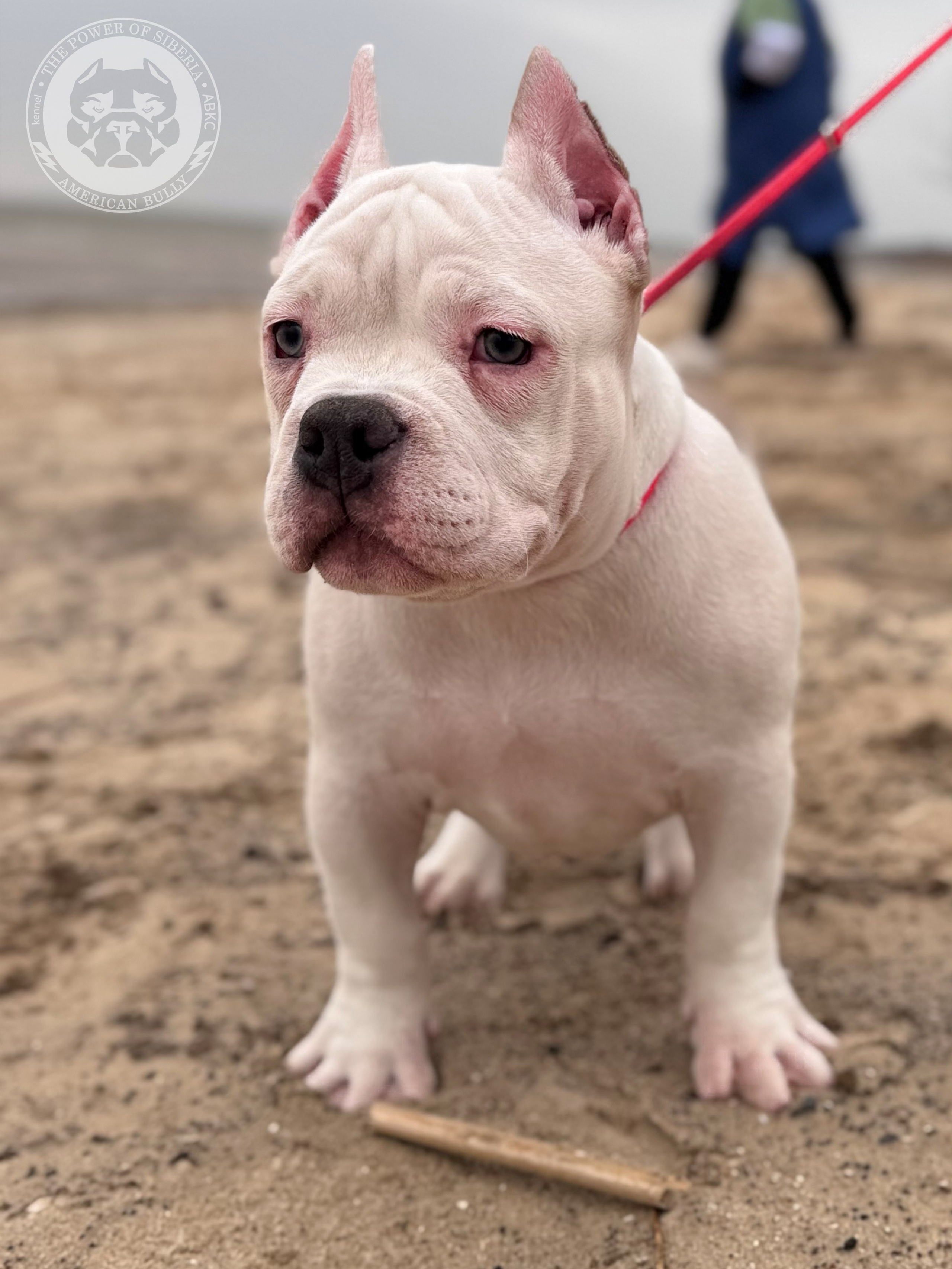 Свободные щенки Американский Булли, в типах покет, классик, стандарт. Американский Булли в г. Ростов-на-Дону. Питомник THE POWER OF SIBERIA