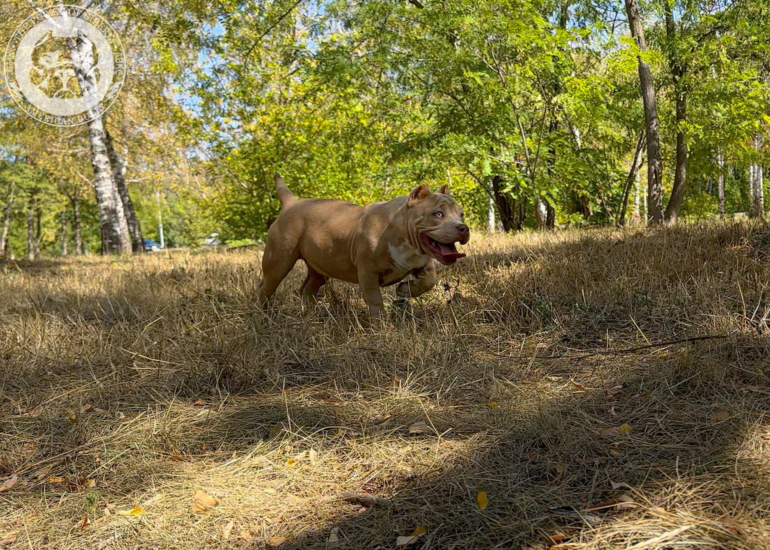 Помет Каспер и Тагира. 21.04.25. Американский Булли в г. Ростов-на-Дону. Питомник THE POWER OF SIBERIA