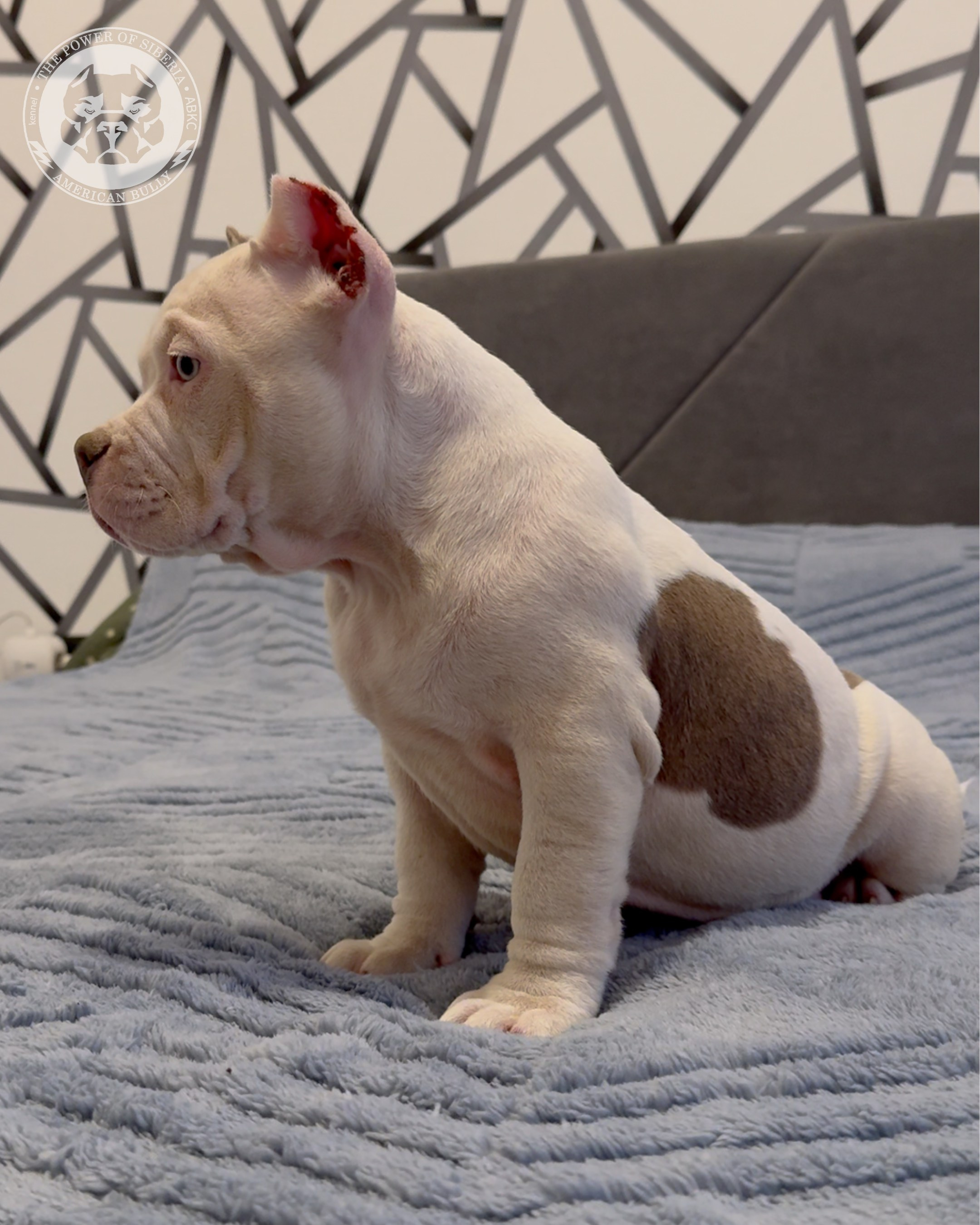 29.12.25-Терри-Локо. Американский Булли в г. Ростов-на-Дону. Питомник THE POWER OF SIBERIA